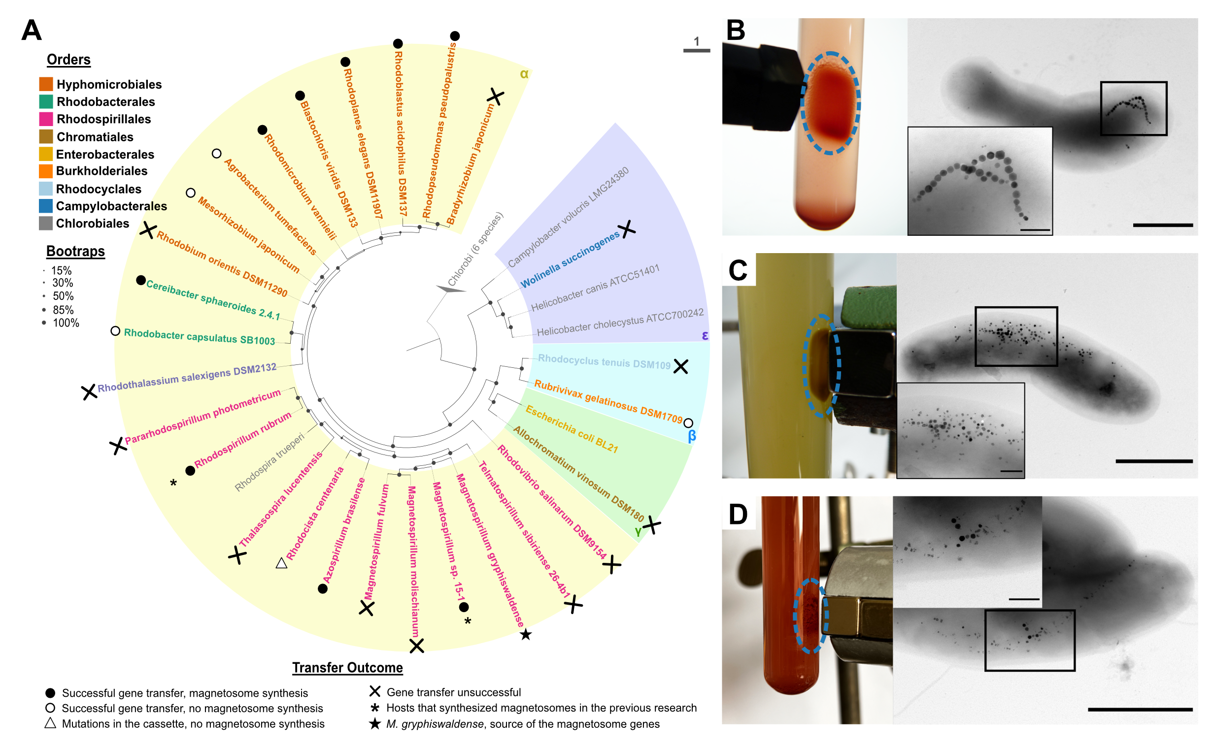 Transfer of magnetosome genes into different prospective hosts.