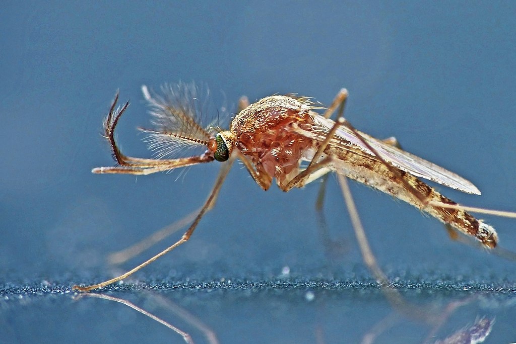 A close up of a male Culex mosquito 