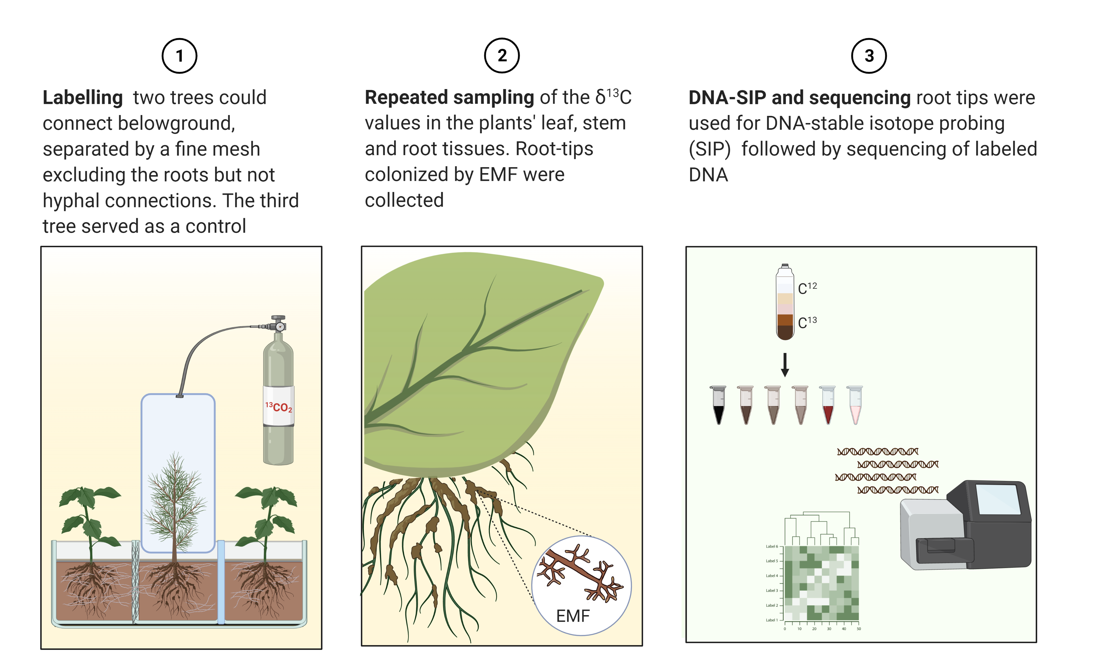 The experimental scheme