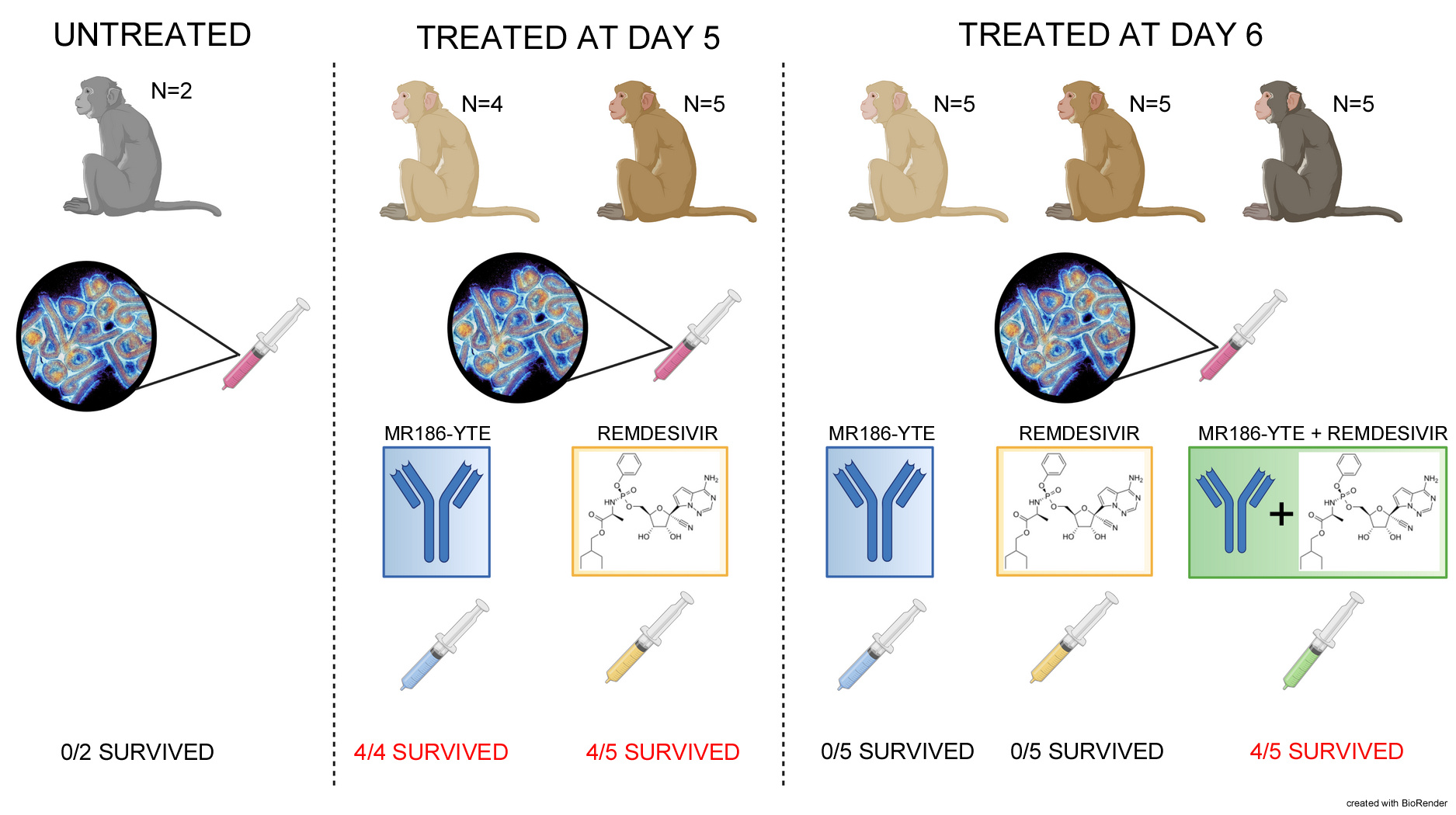 Study design for assessement of remdesivir and MR186-YTE alone and in combination in treating MVD