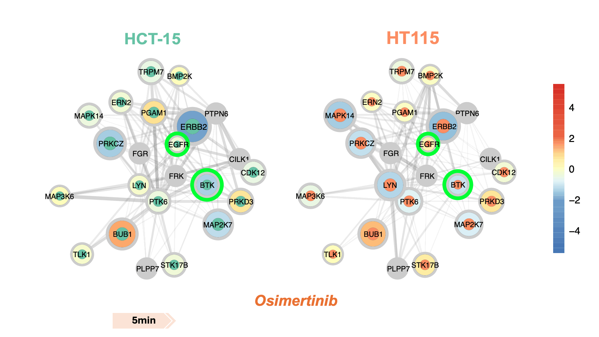 Figure 3: The figure depicts network dysregulation and the mechanism of action (MoA) of the EGFR inhibitor osimertinib. Nodes represent highly affected regulators, with inner circle colors indicating cell line type and outer circle color and size indicating VESPA activity. The legend for VESPA activity is shown. Edges denote dysregulated, undirected interactions between KP-enzymes, with line thickness reflecting statistical significance. Proteins highlighted in green are known primary/secondary targets.