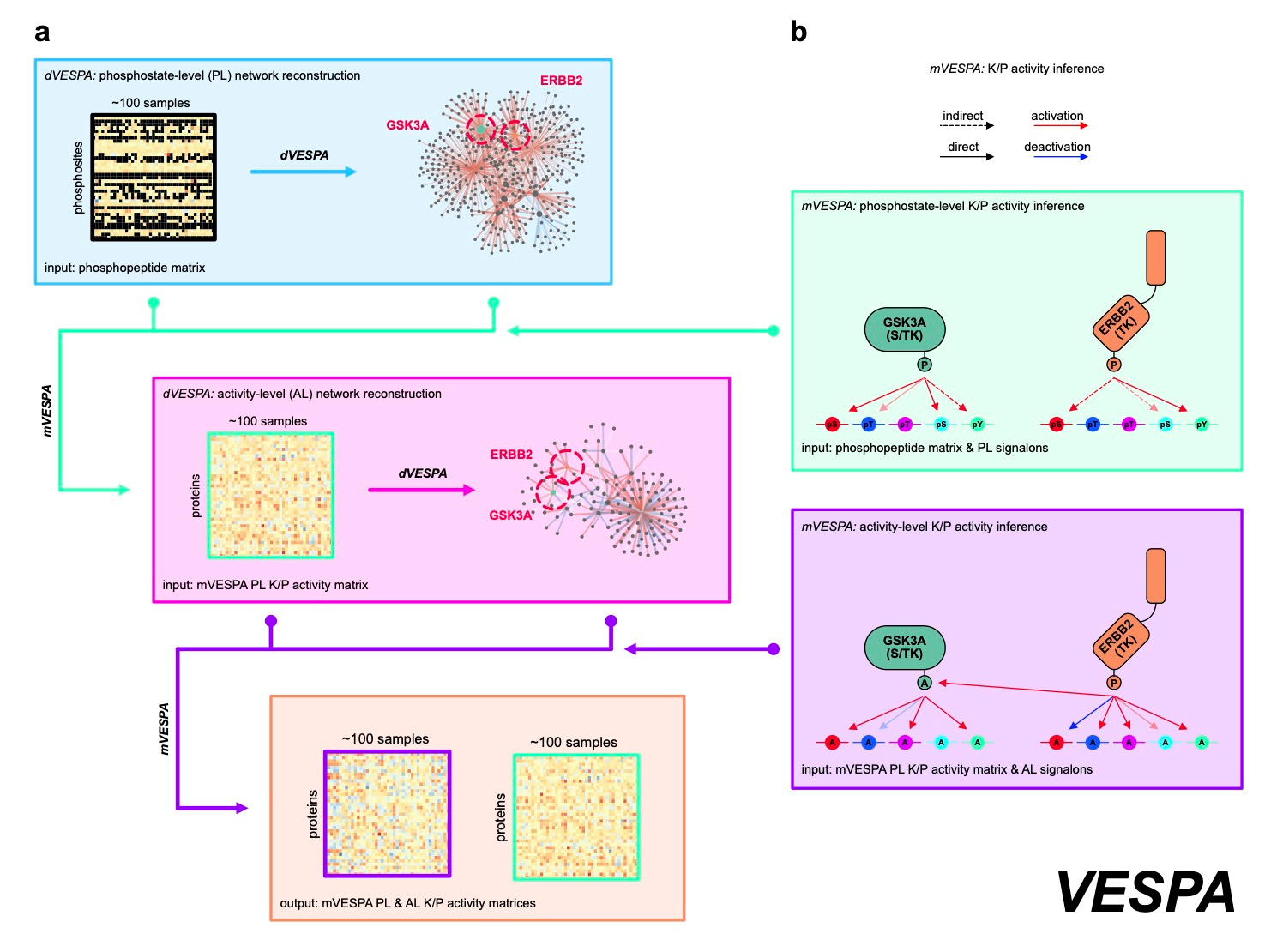 Figure 1: VESPA assesses protein kinase and phosphatase activity based on substrate phosphostate. Input is a matrix of phosphopeptide abundance across conditions. The method reconstructs signaling networks, generates signalons for each enzyme (a), evaluates activity at phosphostate- and activity-levels (b), and distinguishes between direct and indirect interactions. At the activity-level, abstract "activation/deactivation" events better associate targets for kinases and phosphatases.