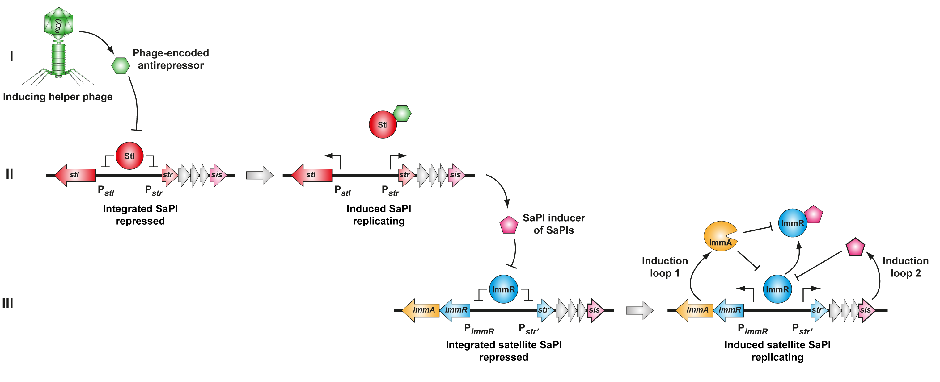 Model of SaPI3 activation