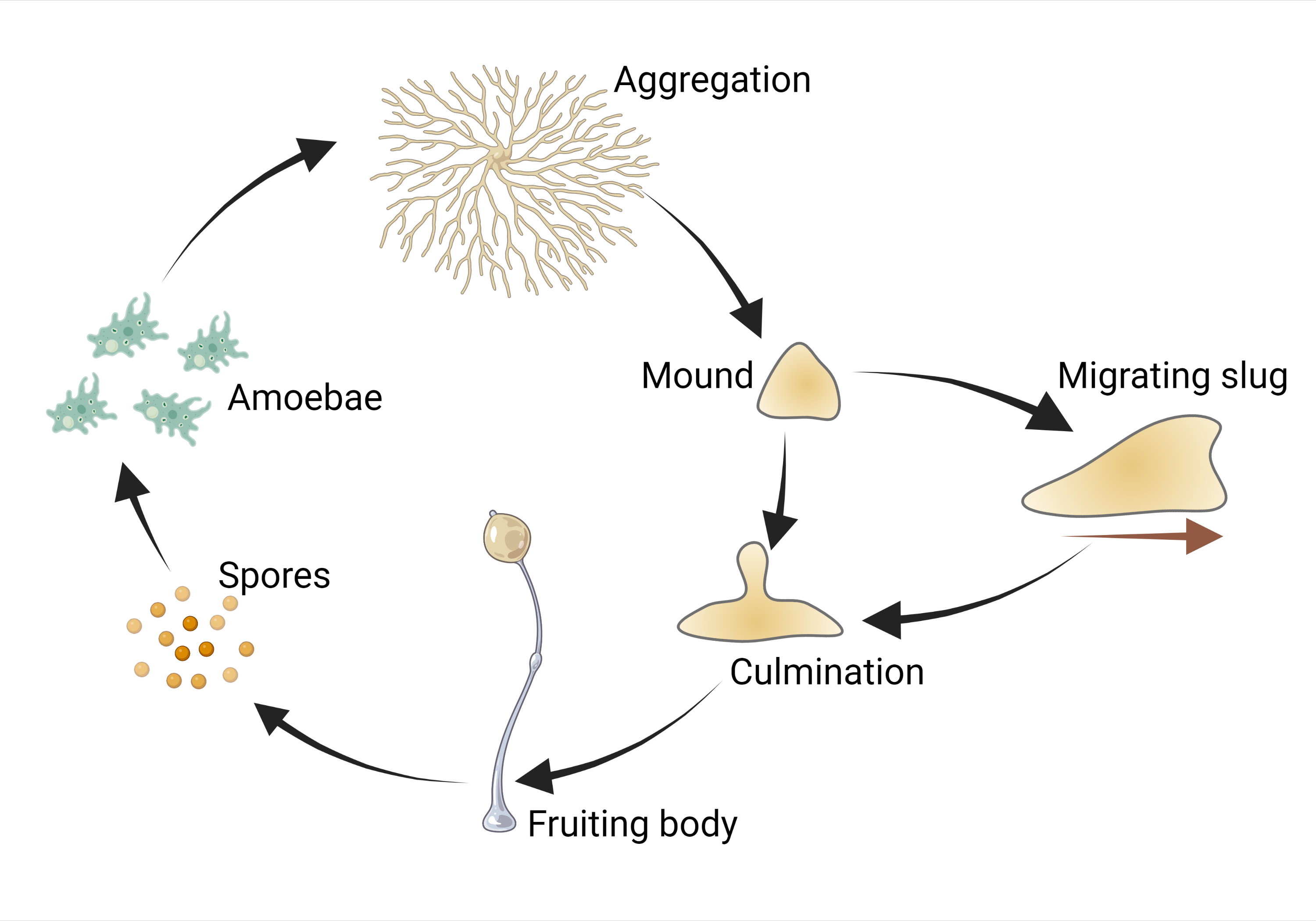 Dictyostelium life cycle