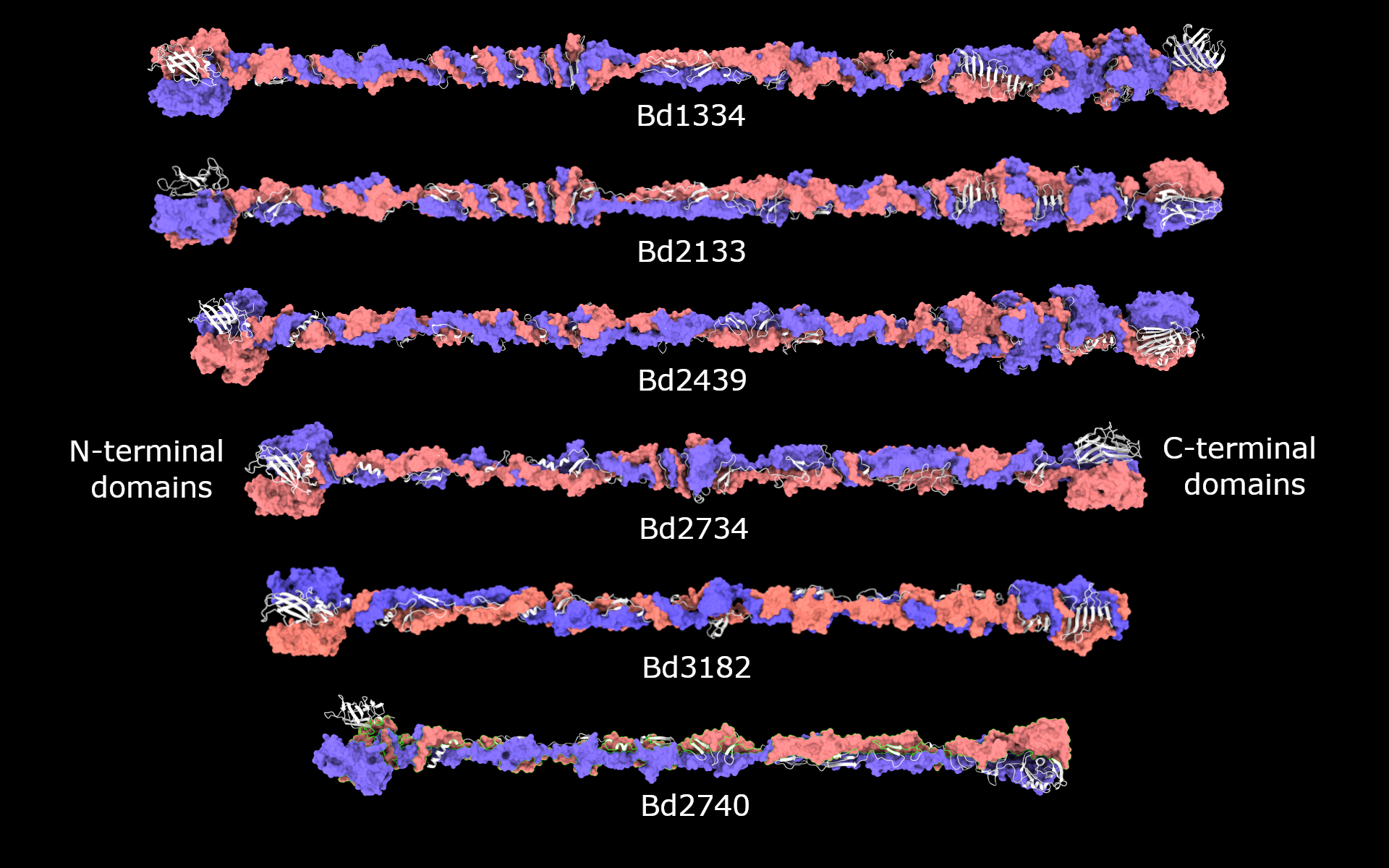 MAT fibres of Bdellovibrio bacteriovorus