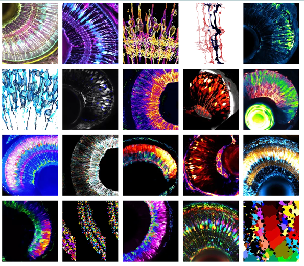 Screenshot of the science art collection on Elisabeth Kugler's website.