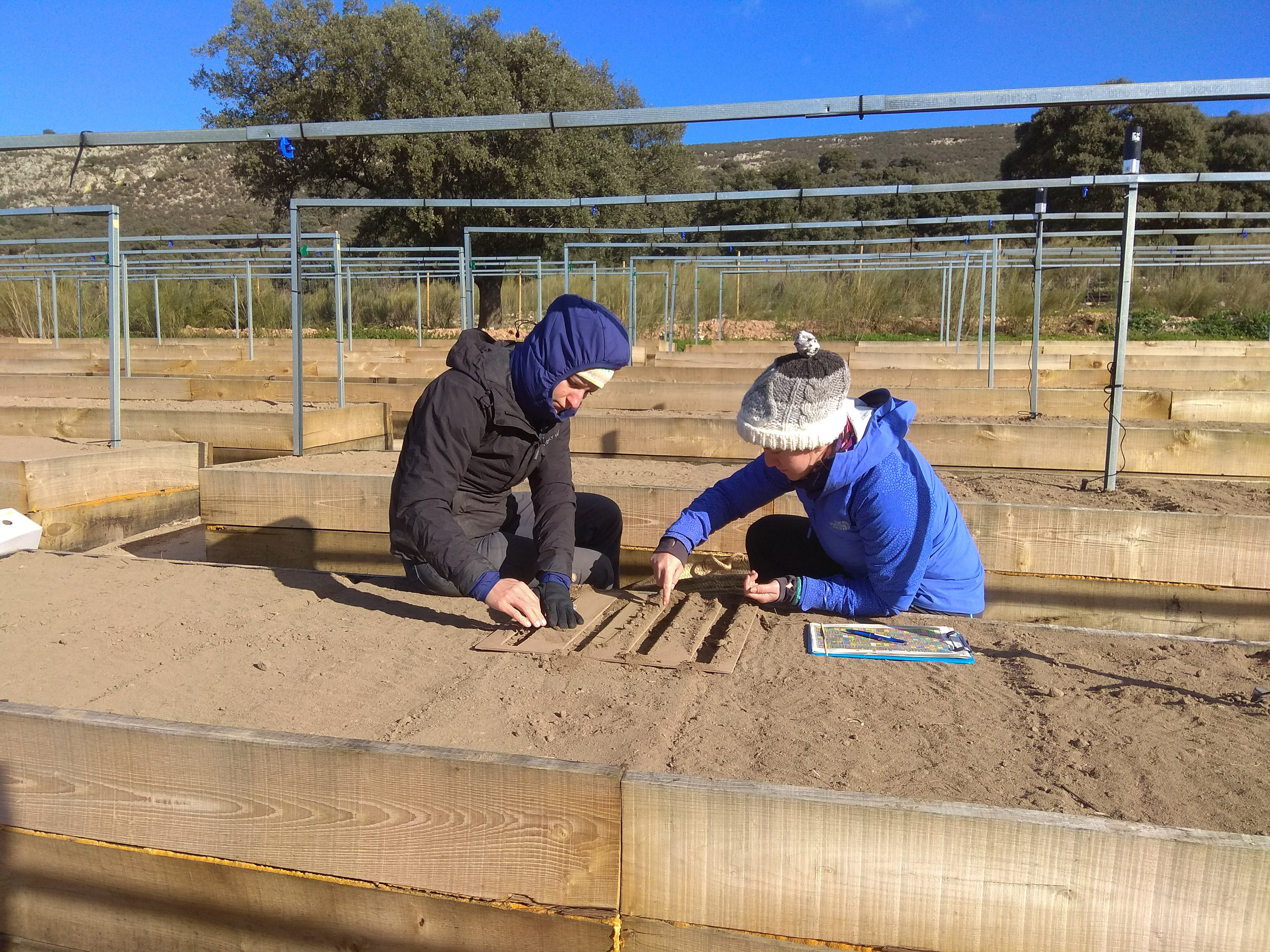Sowing the Crop Diversity Experiment in Spain