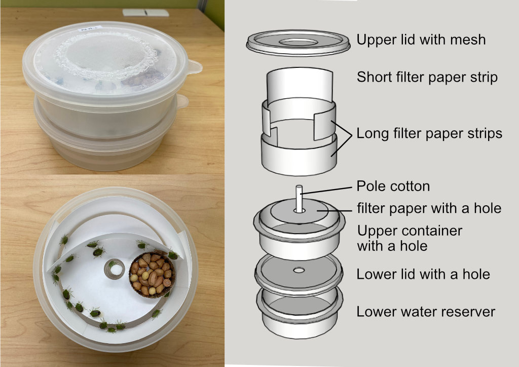 Mass rearing cage of the brown winged green bug used in this study