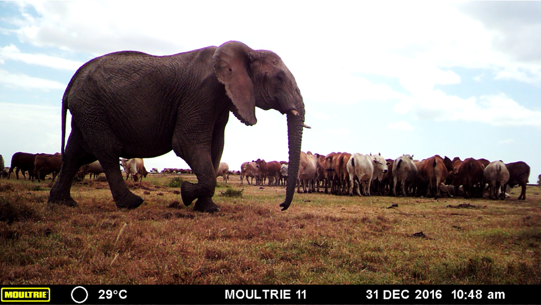A camera trap snaps a picture of cattle and an elephant near a water pan at Ol Pejeta Conservancy.