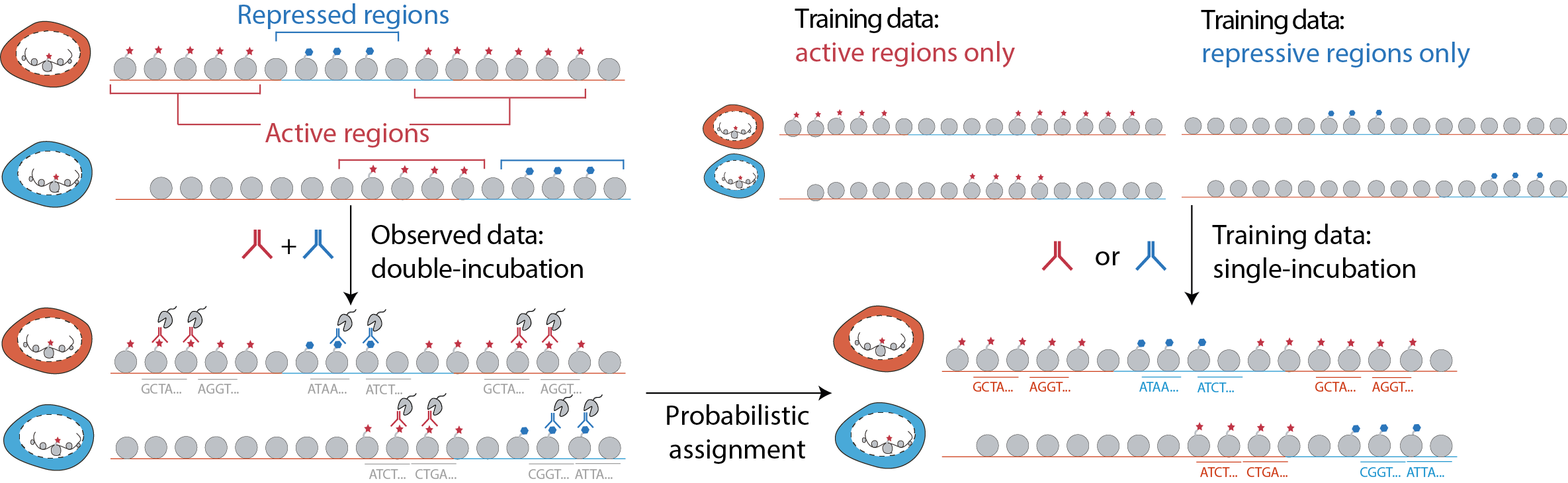 Schematic of scChIX-seq experiment and statistical model