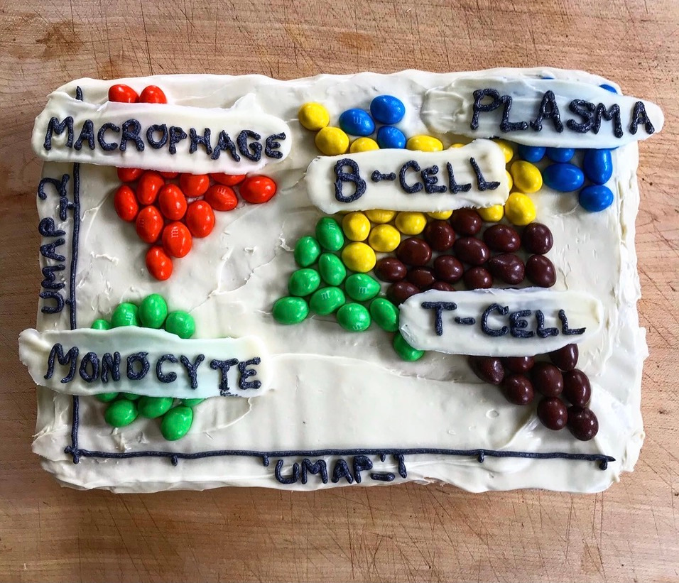 A single-cell transcriptomic map cake showing cells (coated chocolate candies) with hypothesized cell-type labels (icing). What caption do you think goes with this figure? Let us know on Twitter at #SingleCellCake!