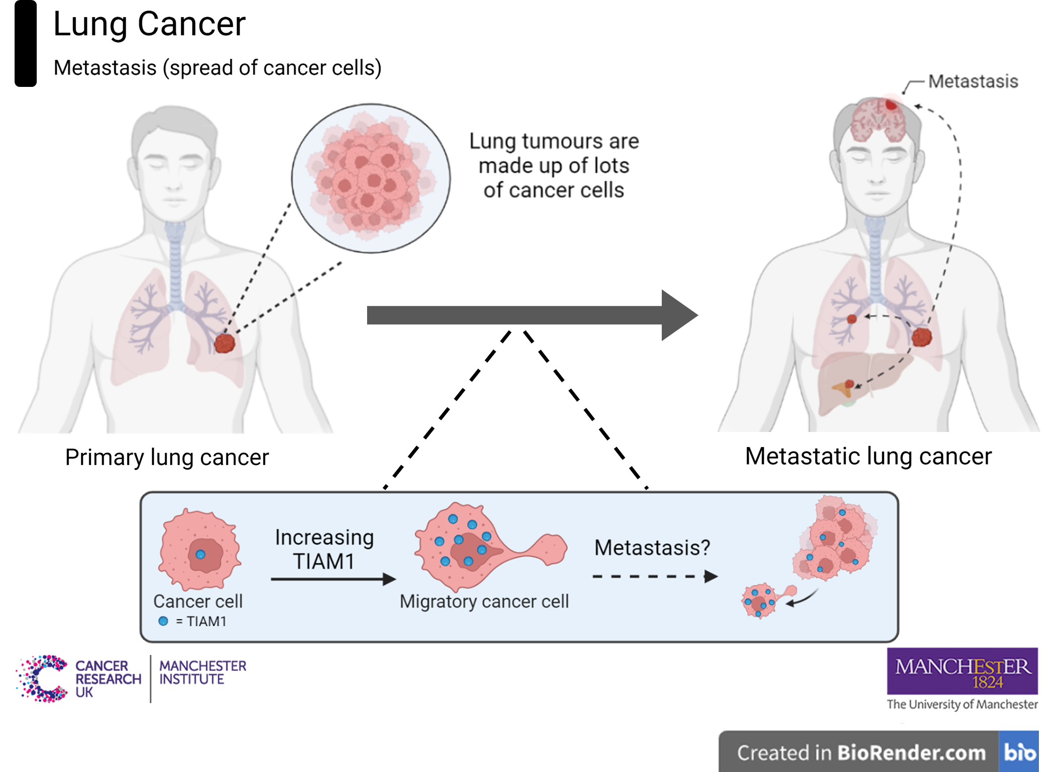 Diagram of lung cancer research at Cancer Research UK Manchester Institute and the University of Manchester. Figure created with BioRender.com