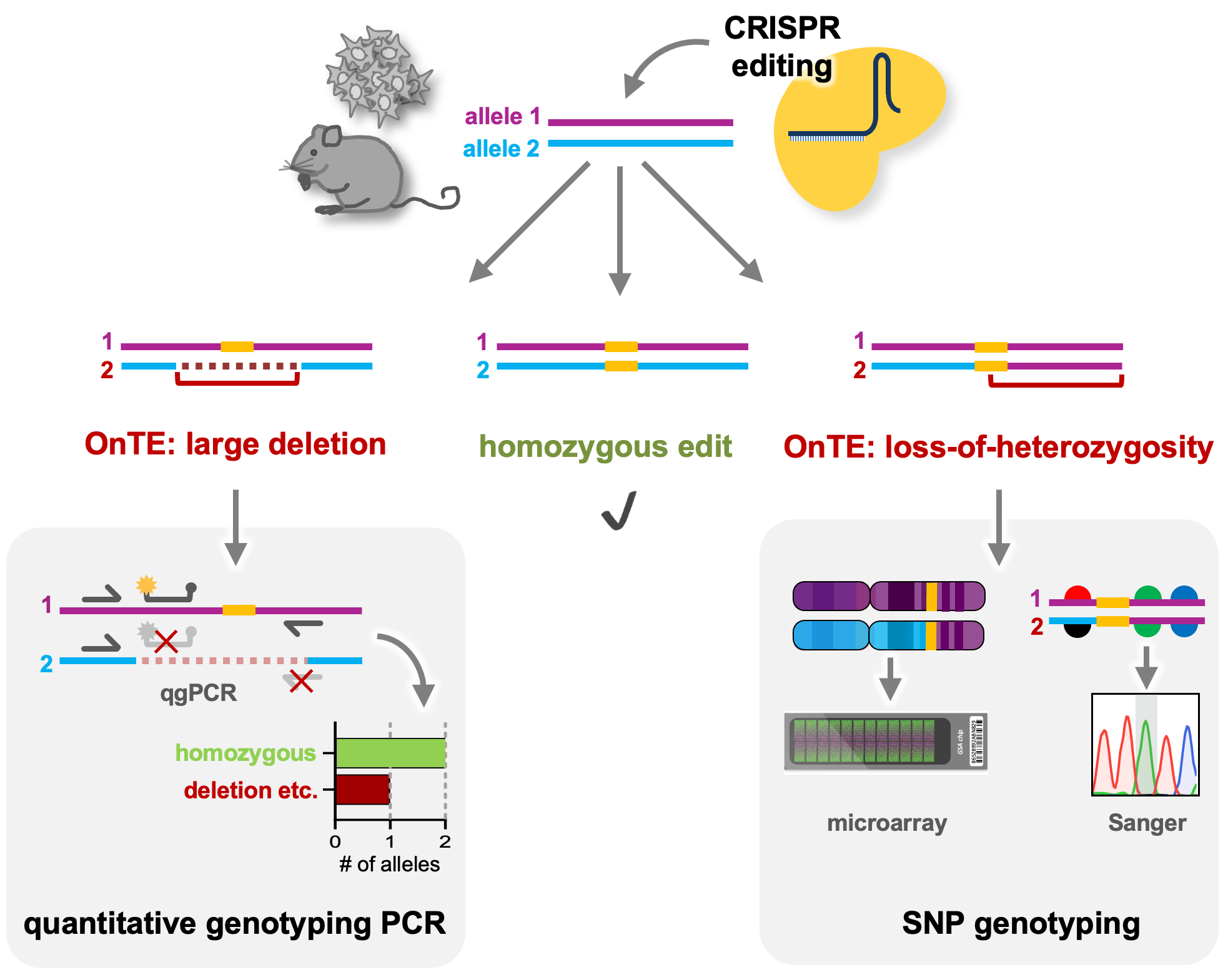 quantitative genotyping PCR can detect large deletions, insertions or complex rearrangements by identifying the number of intact alleles at the edited locus. SNP genotyping either by nearby SNP sequencing or genome-wide analysis by SNP microarrays, can identify regions of loss-of-heterozygosity.