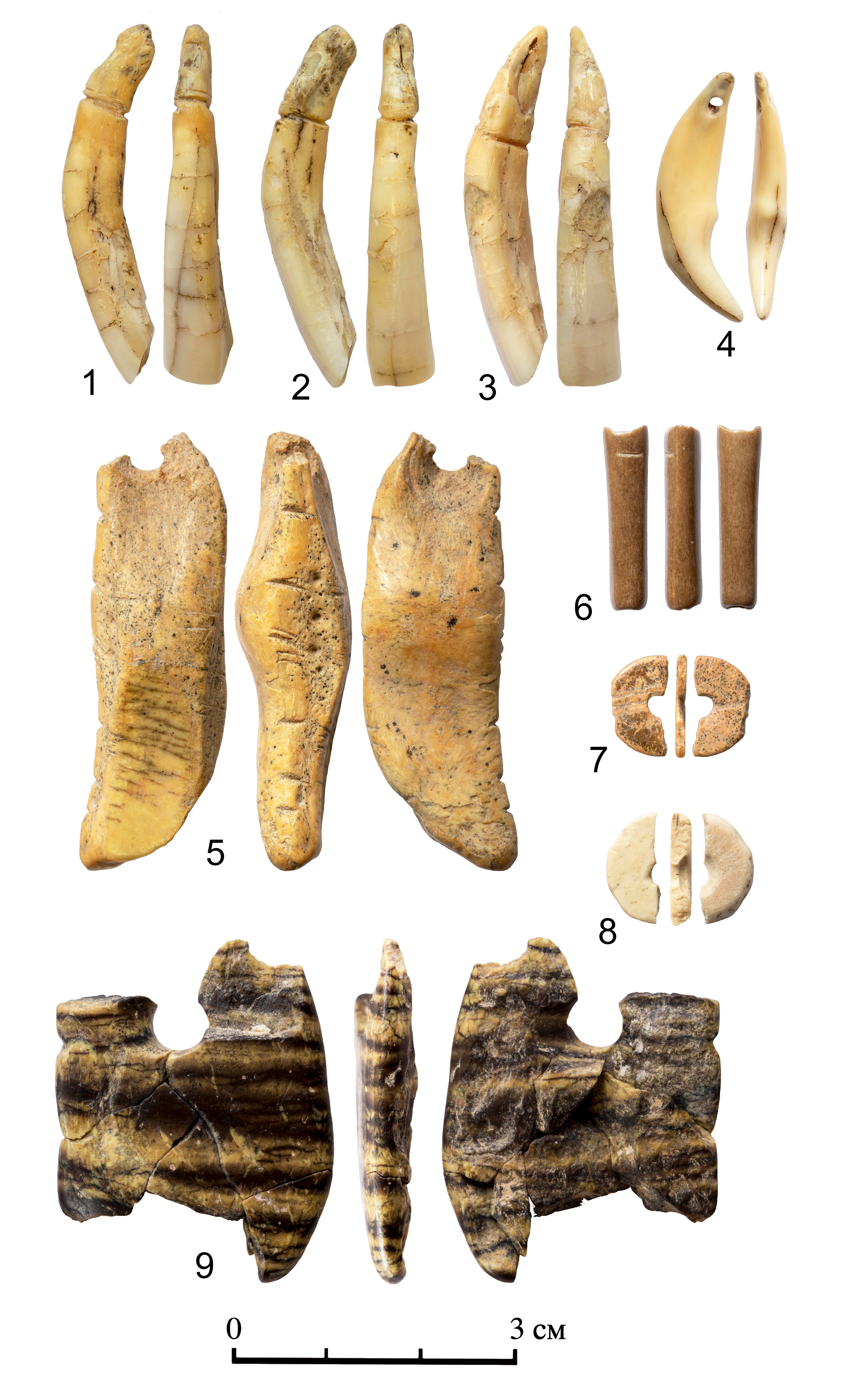 Personal ornaments from layer 11 in the South Chamber of Denisova Cave: 1-4 – pendants made of mammalian teeth; 5 – ornamented bone pendant; 6 - bone tubular bead; 7 – flat bead made of bone; 8 - shell bead; 9 - chrysotile pendant. © Alexandr Fedorchenko.