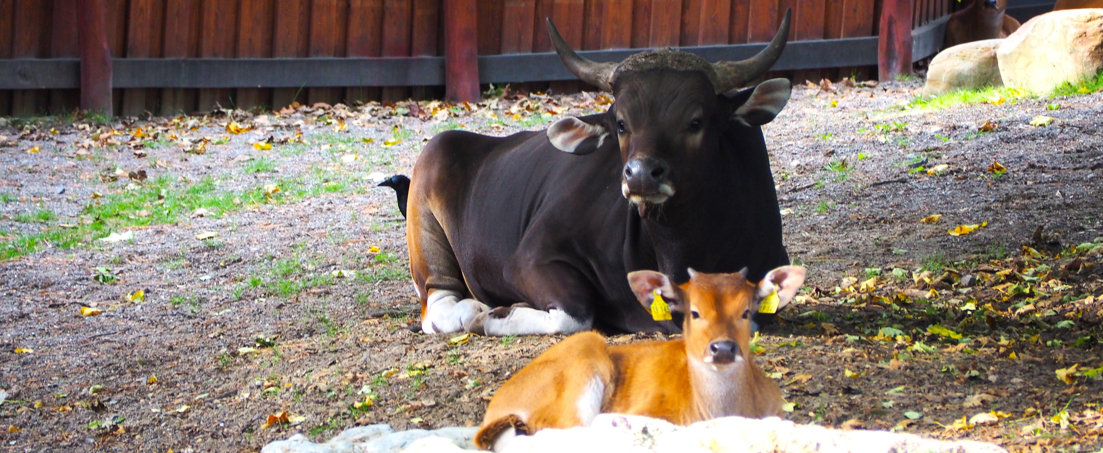 The novel SNP panel can be utilised in basic applications in other bovine species such as in Javan bantengs (Cologne Zoo, Germany)