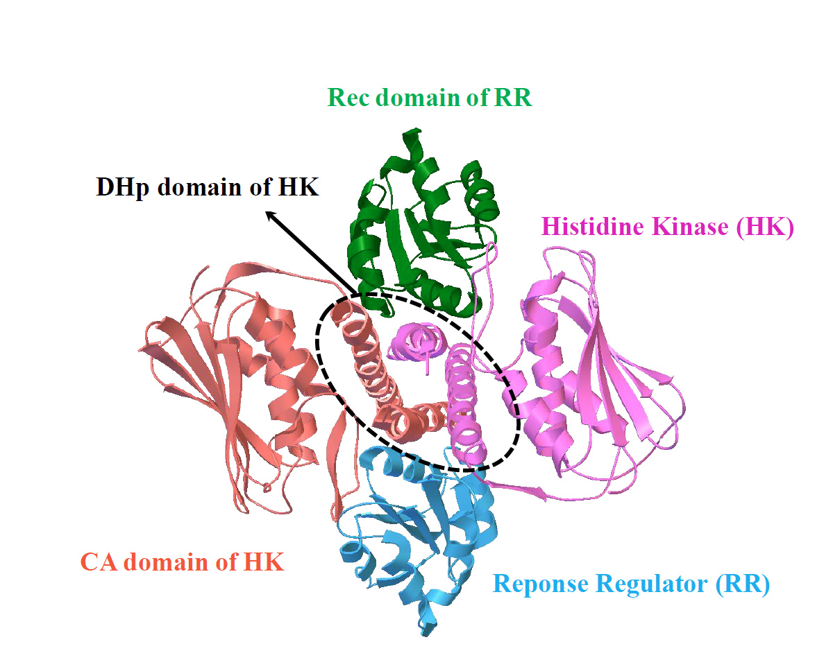TCS contains a cognate protein pair, i.e. histidine kinase (HK) and response regulator (RR); the complex structure of TCS is formed by one HK dimer and two RR monomers; HK dimer is composed of one histidine phosphotransfer (DHp) domain, and two catalytic and ATPbinding (CA) domains; RR is composed of receiver (Rec) domain.
