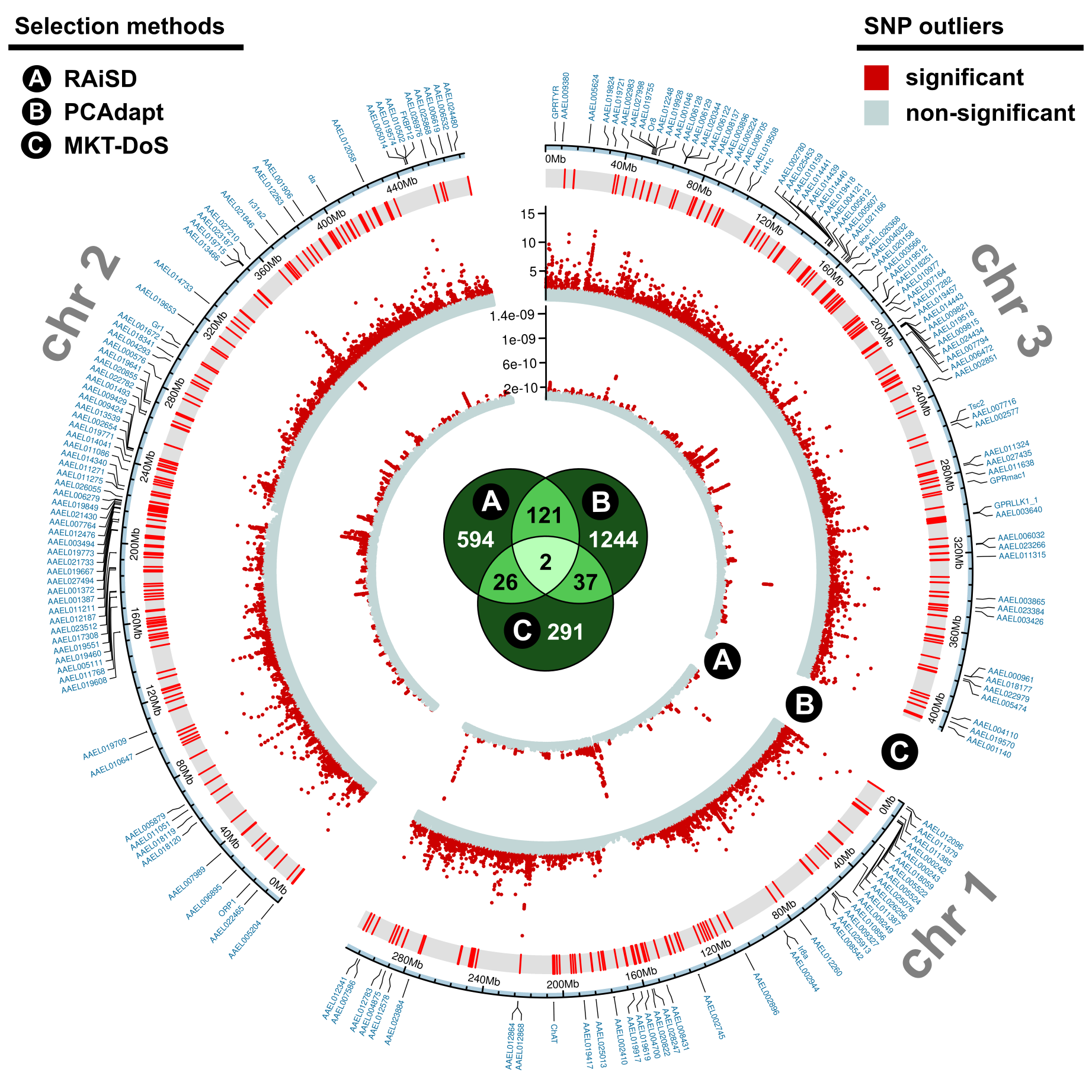 The circular heatmaps highlight the detection of ‘Aaa molecular signatures’ mapping onto 186 genes located across the three Ae. aegypti chromosomes, as obtained from the intersection of genes harboring globally-adaptive variants with significant association to out-of-Africa populations (red dots) from three selection methods (Venn diagram). Figure adapted from © 2025, Lozada-Chávez, A. N. et al., CC BY-NC-ND 4.0.