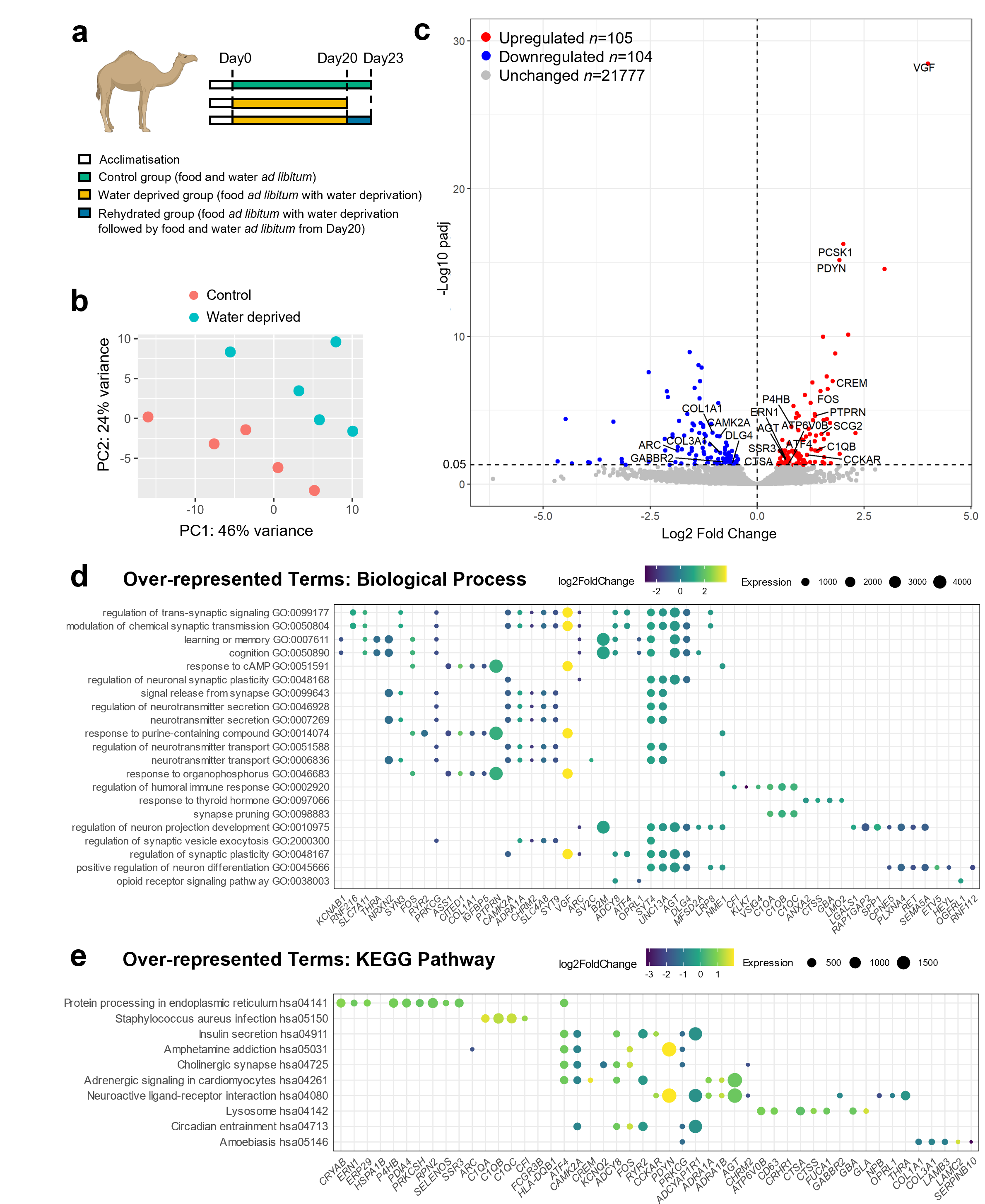 a Experimental workflow studying the camel SON (created with BioRender.com). After acclimatisation, hypothalamic samples were collected from 19 camels divided into 3 groups; control (water ad libitum, n=5), WD (water deprivation for 20 days, n=8) and rehydrated (water deprivation for 20 days followed by water ad libitum for three days, n=6). b Principal component analysis (PCA) showing separation between control and WD conditions. Control sample: red; WD sample: turquoise. PC: principal component. PC1 (46%) and PC2 (24%) are the most and second underlying variation between samples. c Volcano plot of statistical significance (-log10 padj) against log2 fold change (LFC) of differentially expressed genes (DEGs) (padj≤0.05) in WD. Red: upregulated DEGs; blue: downregulated DEGs; grey: unchanged genes. Selected DEGs labeled by gene symbols. Over-representation analysis of pathways were performed based on all camel DEGs: d Over-represented GO: biological processes. e Over-represented GO: KEGG pathways. Benjamini-Hochberg correction (padj≤0.05) was used for multiple comparison correction. Dot plots illustrate the enriched pathways by WD and their associated DEGs. Significantly enriched pathways are listed along the y-axis by padj value from top to bottom in ascending order. Pathway-associated DEGs are denoted by colored dots. Dot color and size represent LFC and transcript abundance measured by average normalized read counts aligned to each gene across all samples (basemean), respectively. 