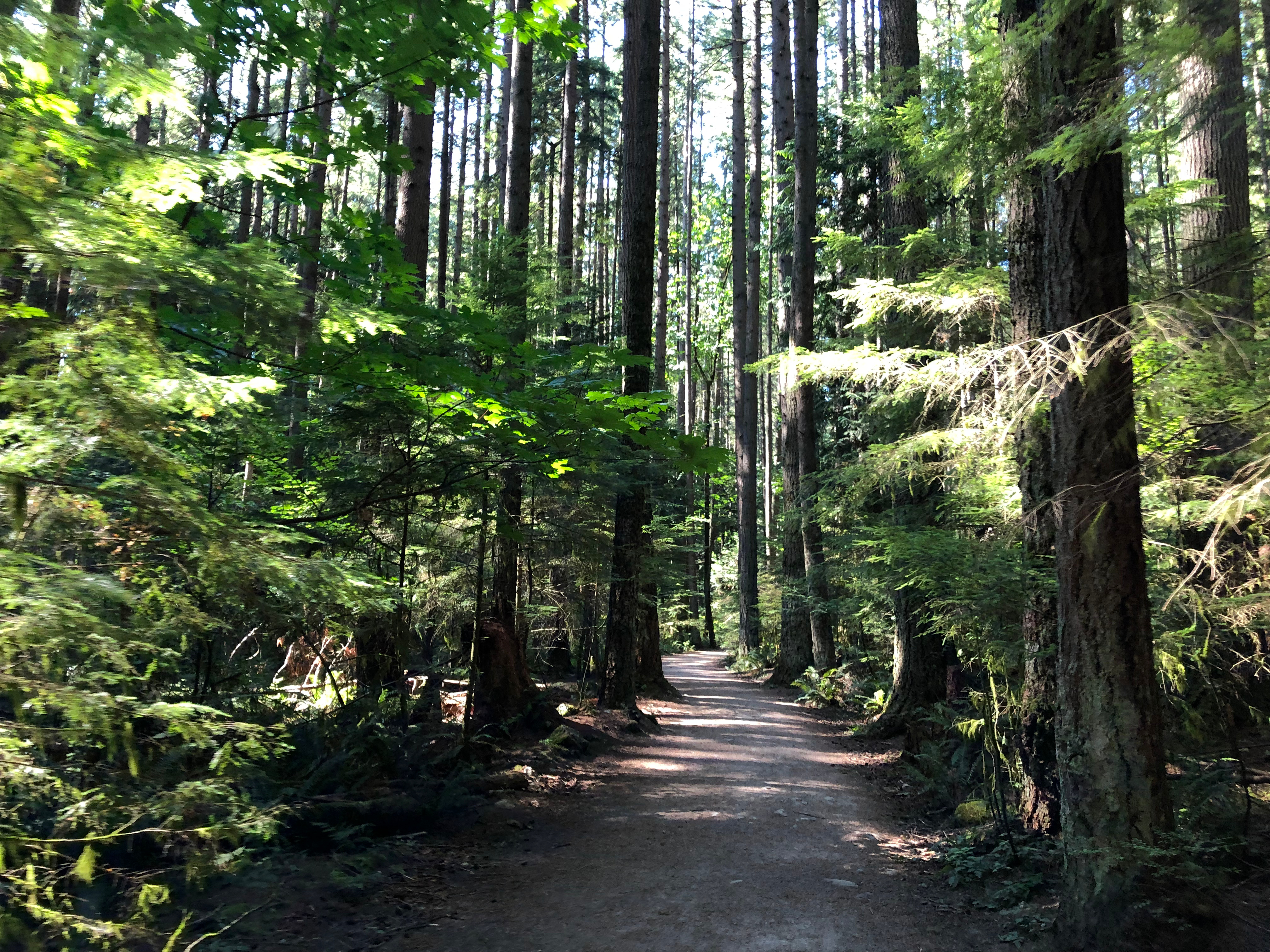 Hiking in the forest