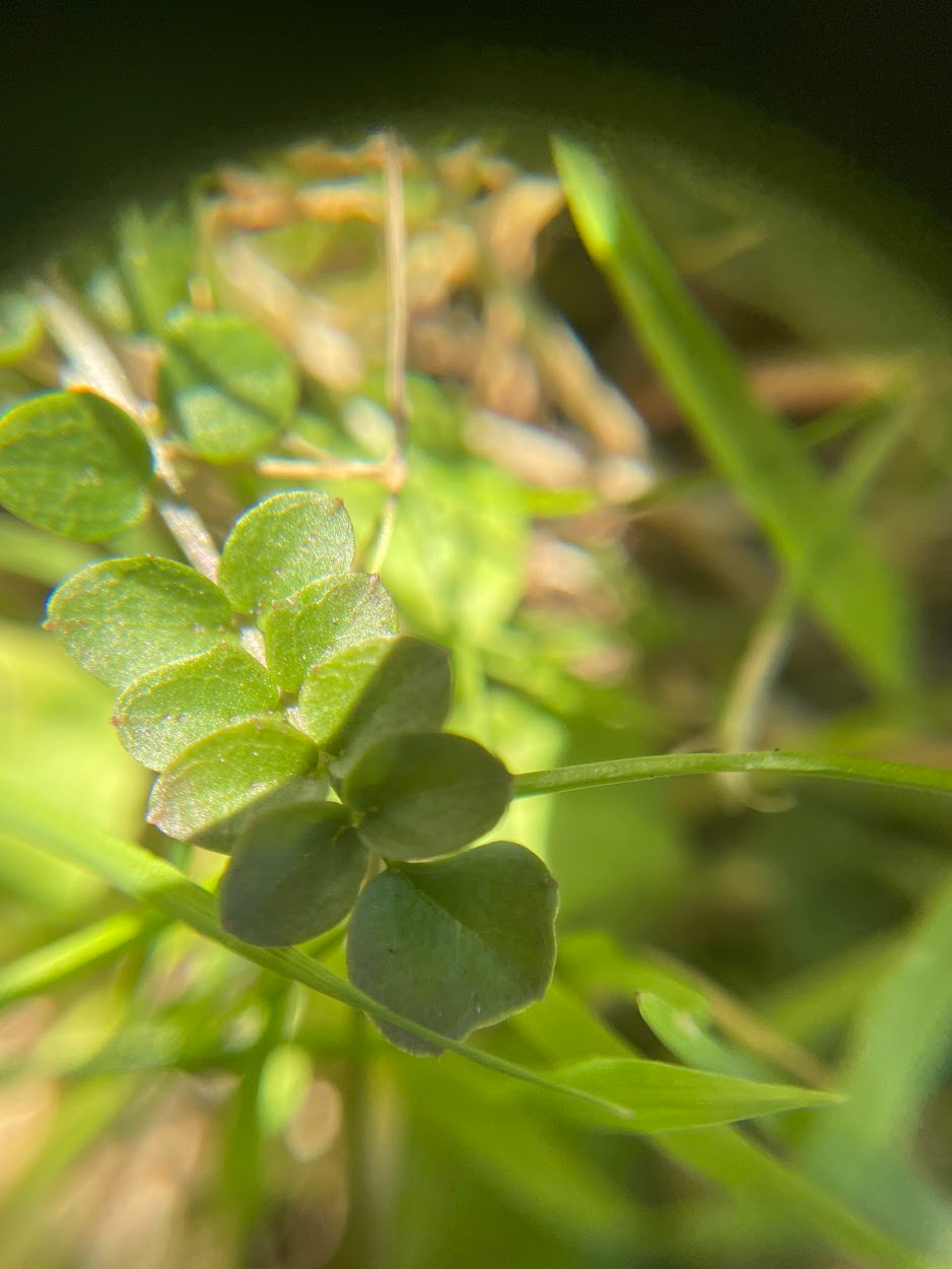 A small plant, known as lady's smock, seen through a hand lens.