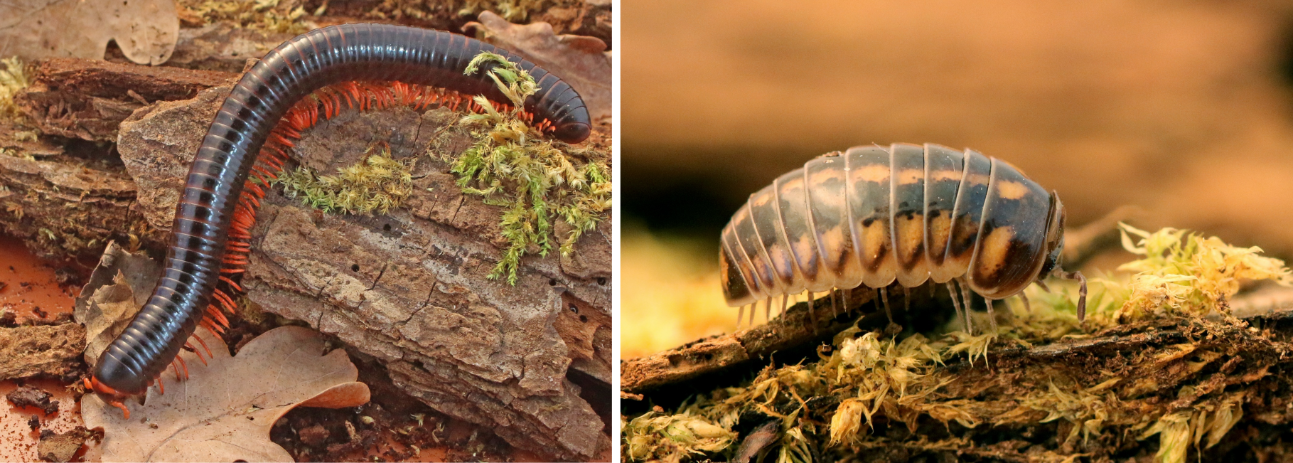 Epibolus pulchripes (left) and Glomeris connexa (right). Credit: V. Šustr.