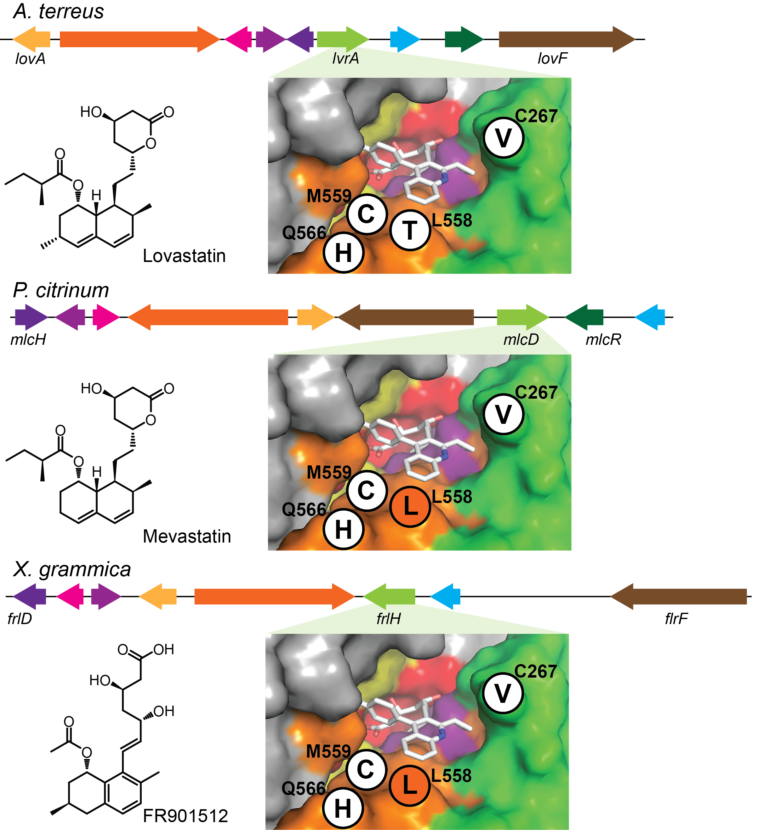 Statin producing gene clusters