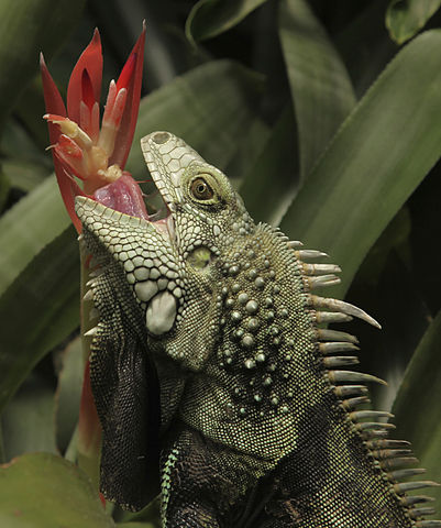 A green iguana (Iguana iguana) feeds on a red inflorescence. Only the front of the iguana is visible, its head raised high and its mouth wide open, with the tongue protruding towards the flower. Tropical plant leaves are visible in the background.