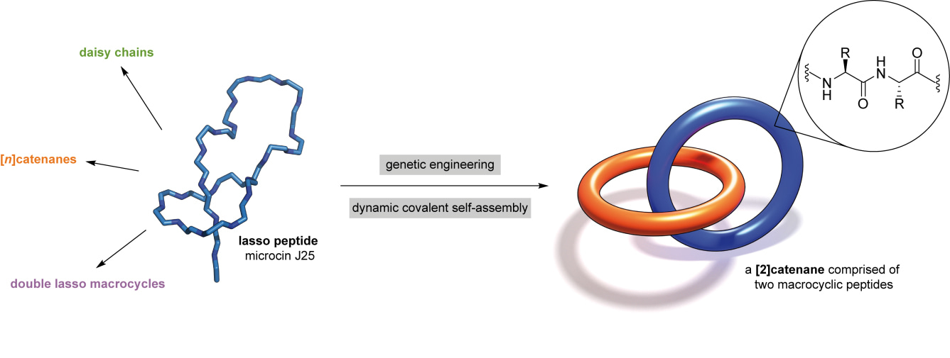 The interlocked structure of the naturally occurring lasso peptide microcin J25 (PDB code 1PP5). Is it possible to synthesize other mechanically interlocked molecules solely made from peptides, for example a [2]catenane, using genetic engineering and dynamic covalent chemistry?