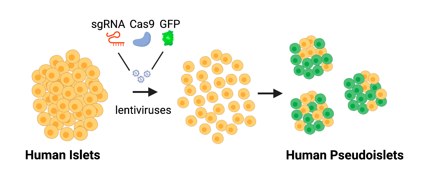 CRISPR/Cas9 in human islets