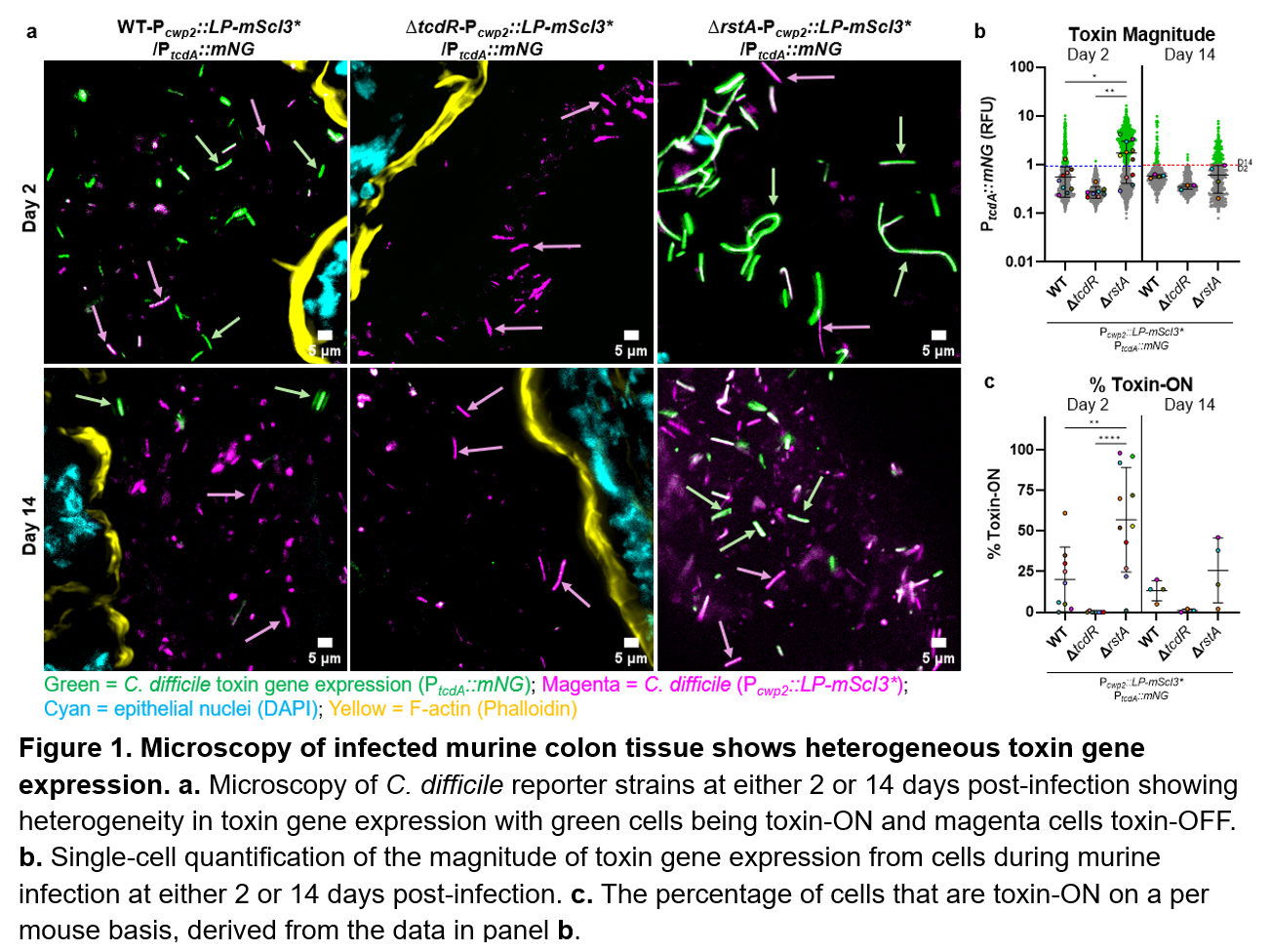 Figure 1. Microscopy of infected murine colon tissue shows heterogeneous toxin gene expression.