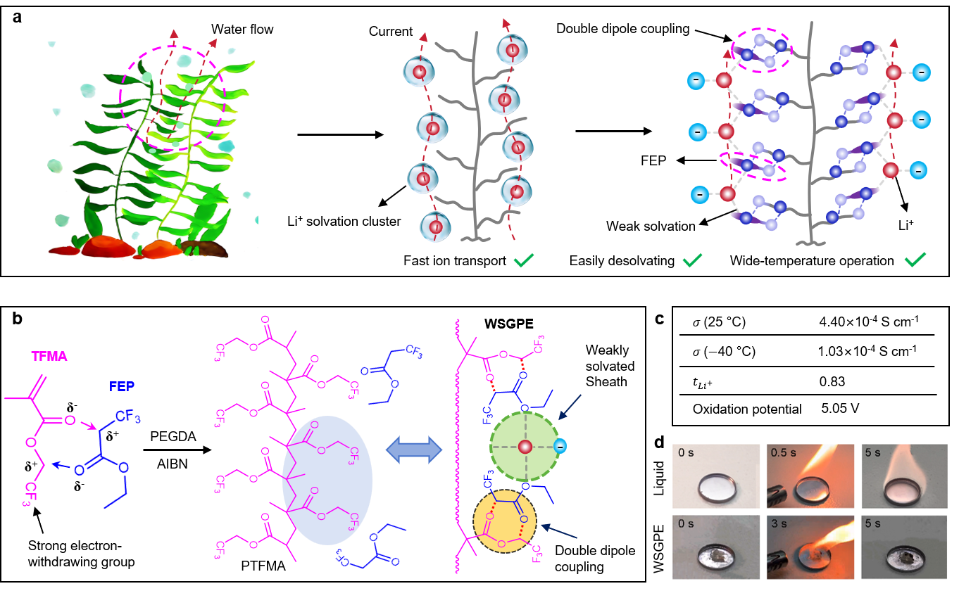 Material design, fabrication, and properties of bioinspired WSGPE. (a) Bioinspired WSGPE. (b) Structures and fabrication method of WSGPE. (c) Electrochemical properties of WSGPE. (d) Flame-retardant performance of WSGPE. 