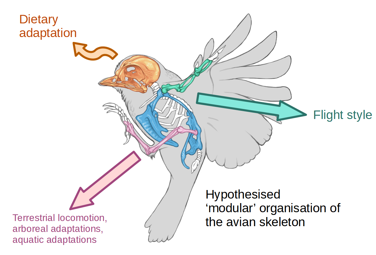 It has been suggested that bird skeletal evolution is modular, with different body regions adapting to different ecological functions.