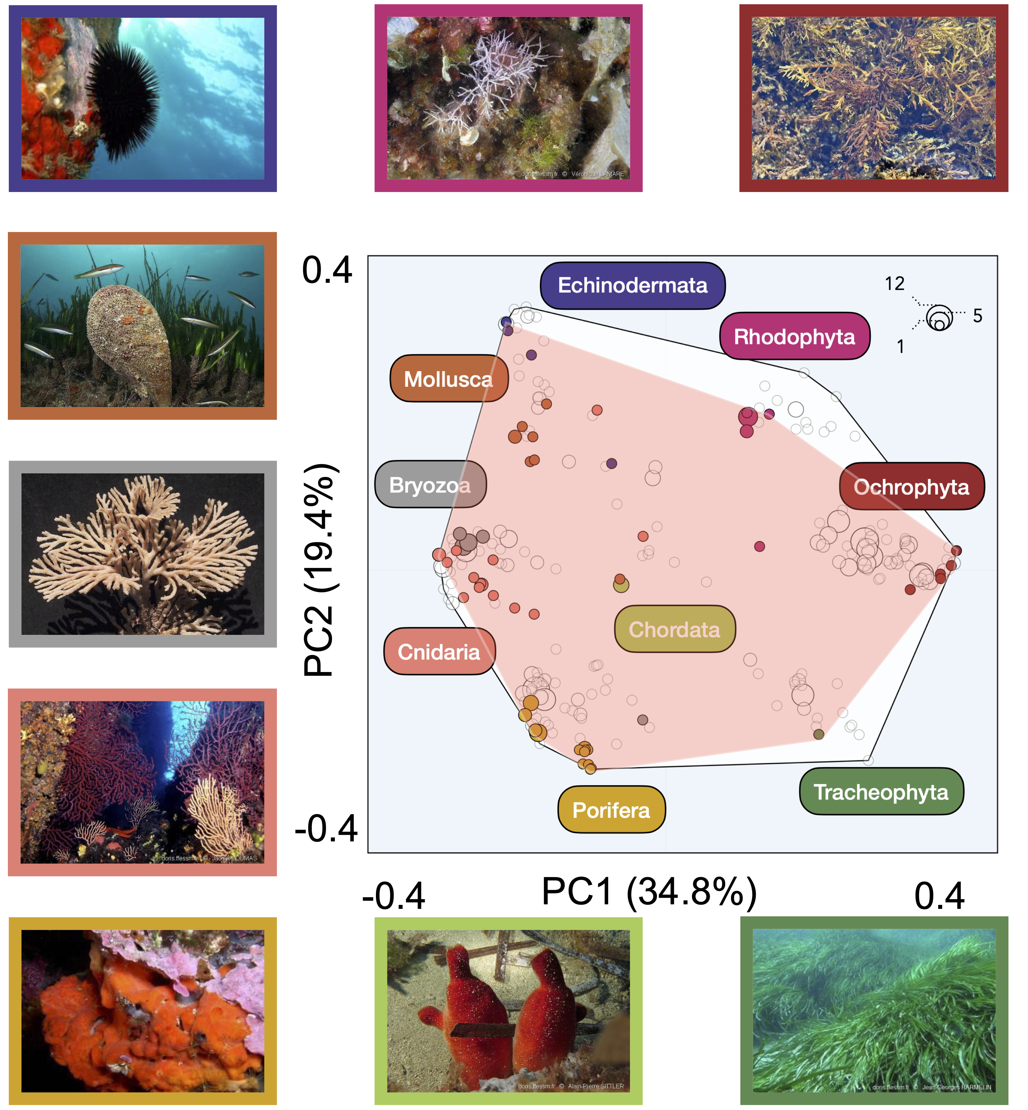 Figure 2: Global trait space occupied by functional entities (n= 228) of benthic species (n= 389) impacted and non-impacted by mortality drivers across the Mediterranean Sea. Non-impacted functional entities are shown in white, while those affected by mortality drivers are colored. The size of the dots corresponds to the number of species within each functional entity. The global trait space is represented by the polygon in white. The nine taxonomic groups are distinguished by different colors and are depicted with miniatures framed in the same color code.