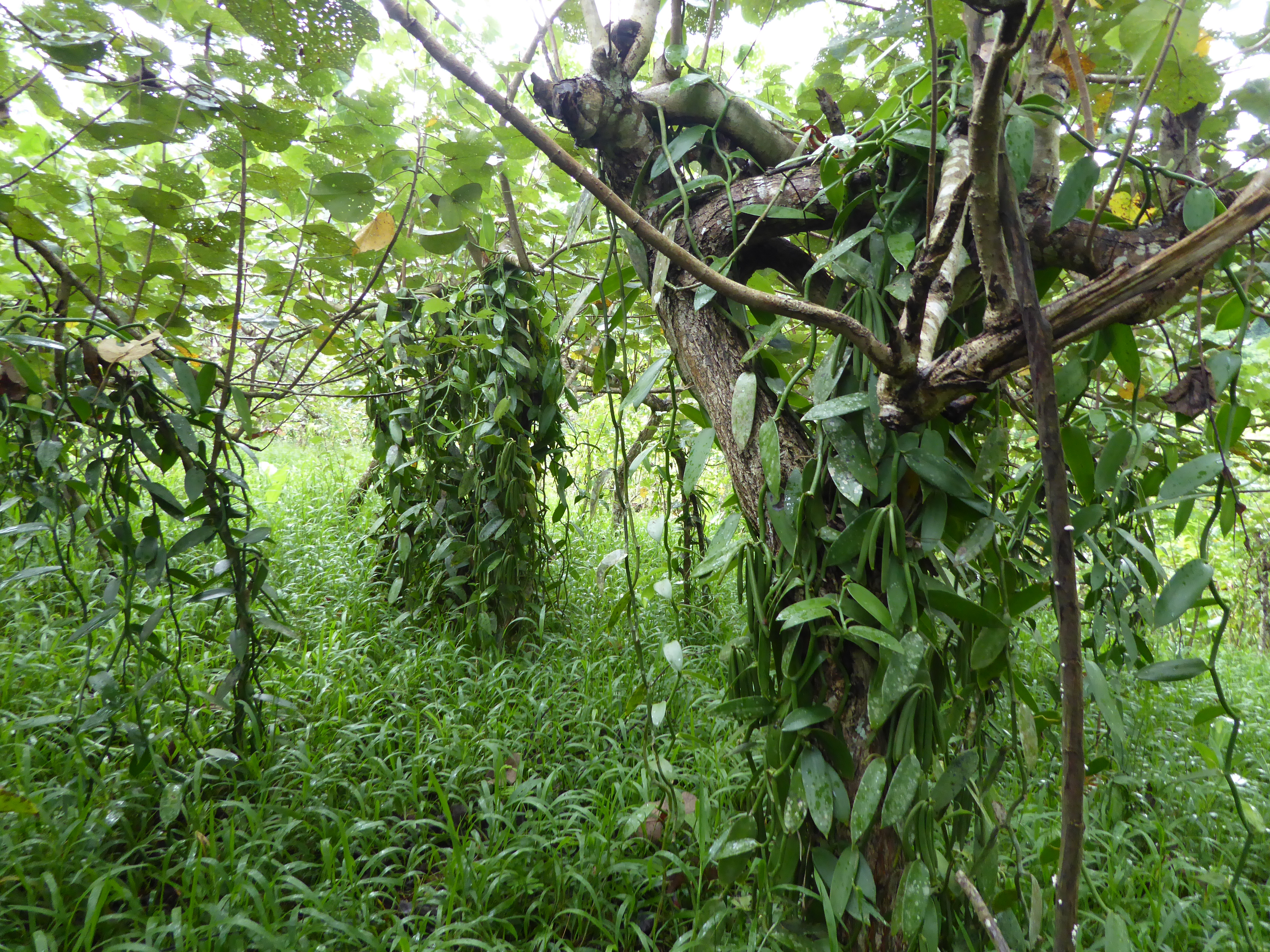 A vanilla agroforest established on former fallow land in north-eastern Madagascar.
