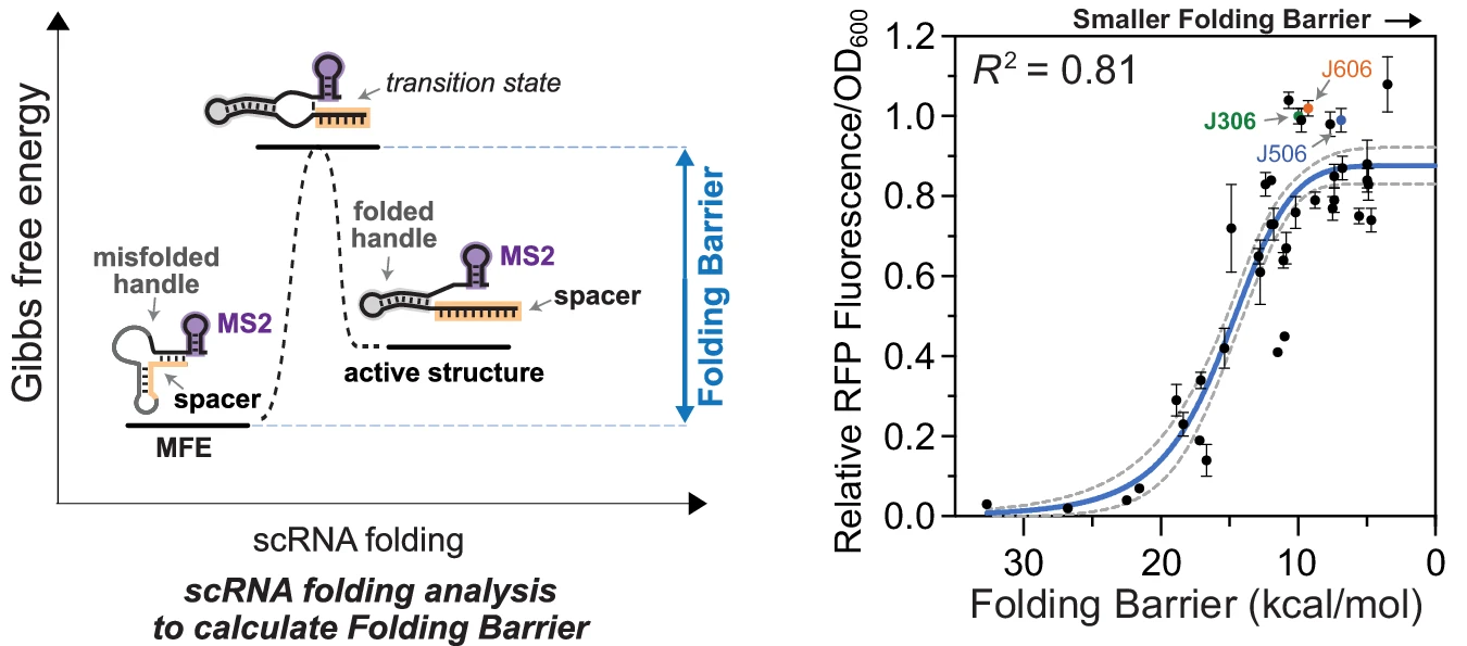 Folding Barrier governs effectiveness of CRISPRa guide RNA
