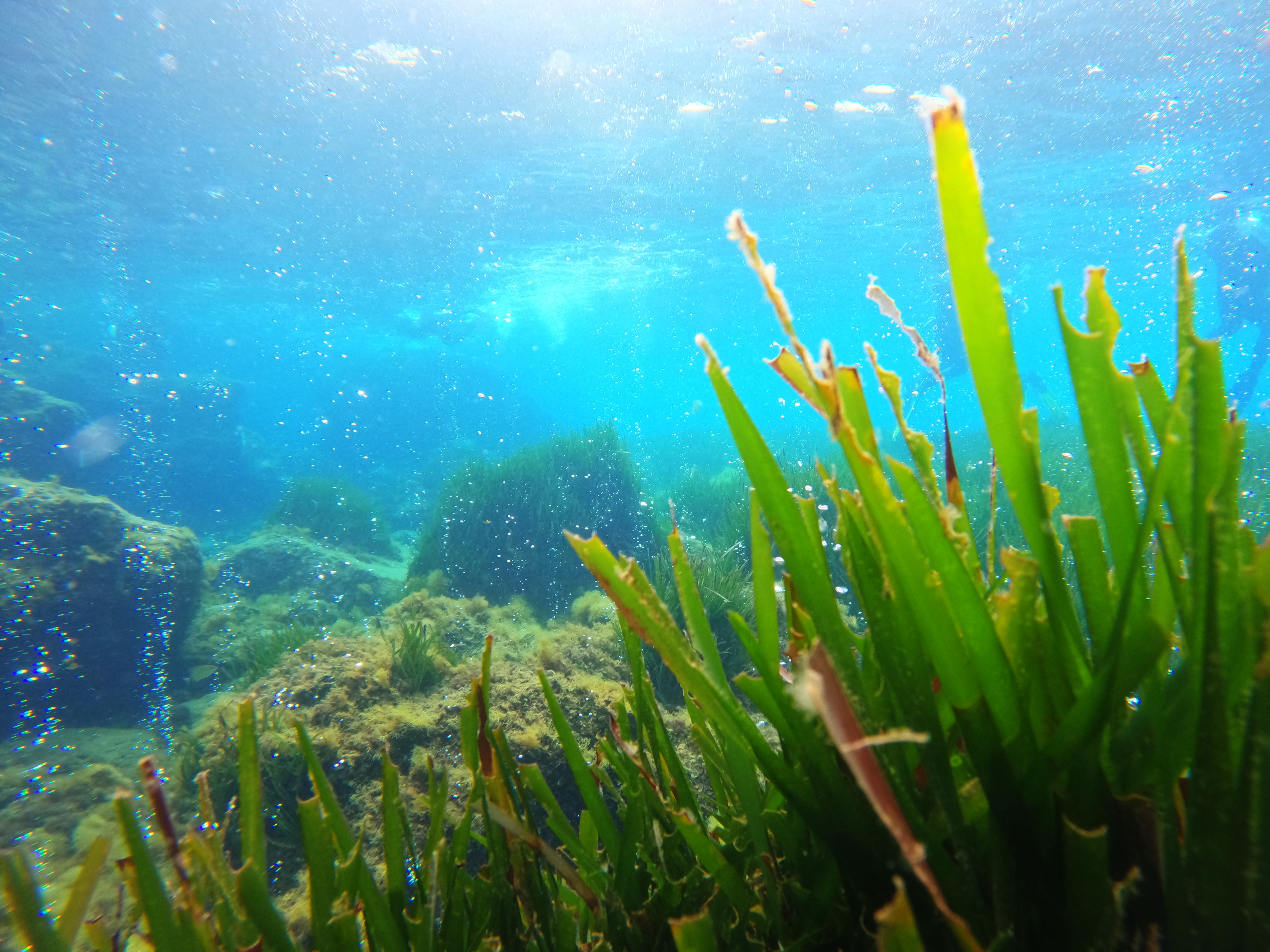 The seagrass Posidonia oceanica at a CO₂ vent site in Ischia, Italy. Photo: T. Kindeberg