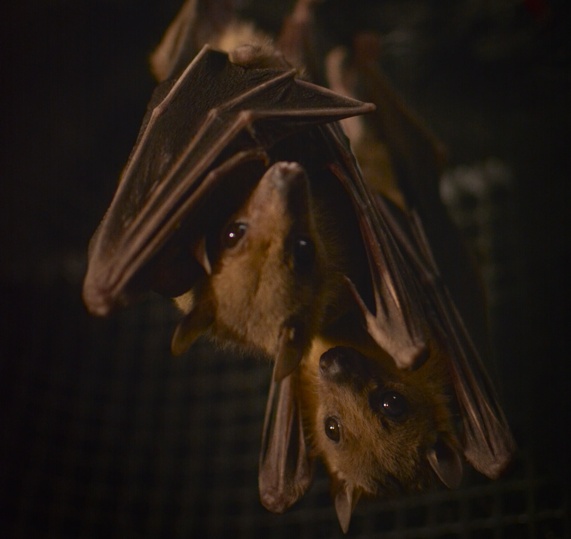 Image of Egyptian fruit bats