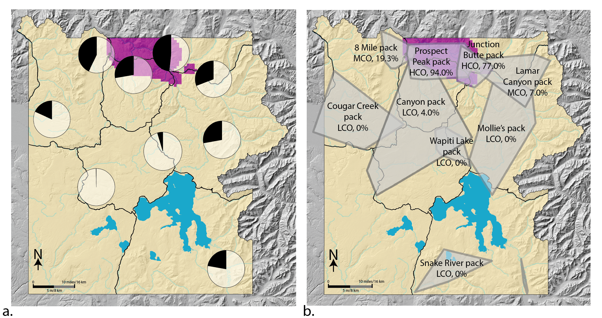 Panel a: Map of cougar density and T. gondii seroprevalence in wolves in Yellowstone National Park (YNP). Yellow indicates cougar density <1.8/100 km2 and purple indicates cougar density ≥1.8/100km2. Pie charts show the T. gondii seroprevalence (seropositive=black; seronegative=white/transparent) from wolves living in nine general areas throughout YNP, pooled across years 2000-2020. Panel b: A sample year (2015) of wolf pack territory minimum convex polygons in YNP along with each pack’s cougar overlap index level (LCO, MCO, or HCO) based on percentage of overlap with cougar density ≥1.8/100km2 (purple)