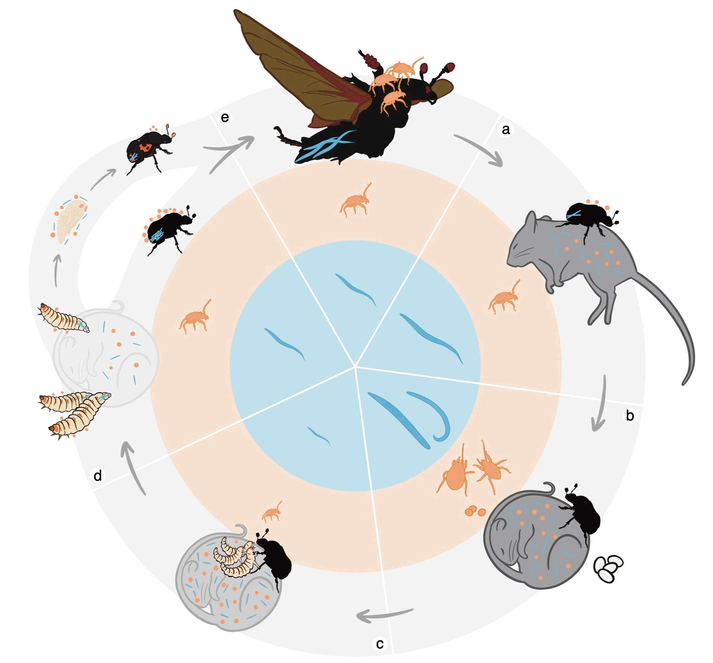 Figure 2: The shared life cycle of burying beetles, mites, and nematodes. Beetles transport their mite and nematode hitchhikers to a fresh carcass (a), where all three species breed and their offspring grow up together (b-c). As the young beetles mature into adults, the next generation of mites and nematodes climbs aboard (d) before the beetles fly off to find a new carcass, starting the cycle anew (e). (orange = mites; blue = nematodes. Illustration by Megan M.Y. Chang).