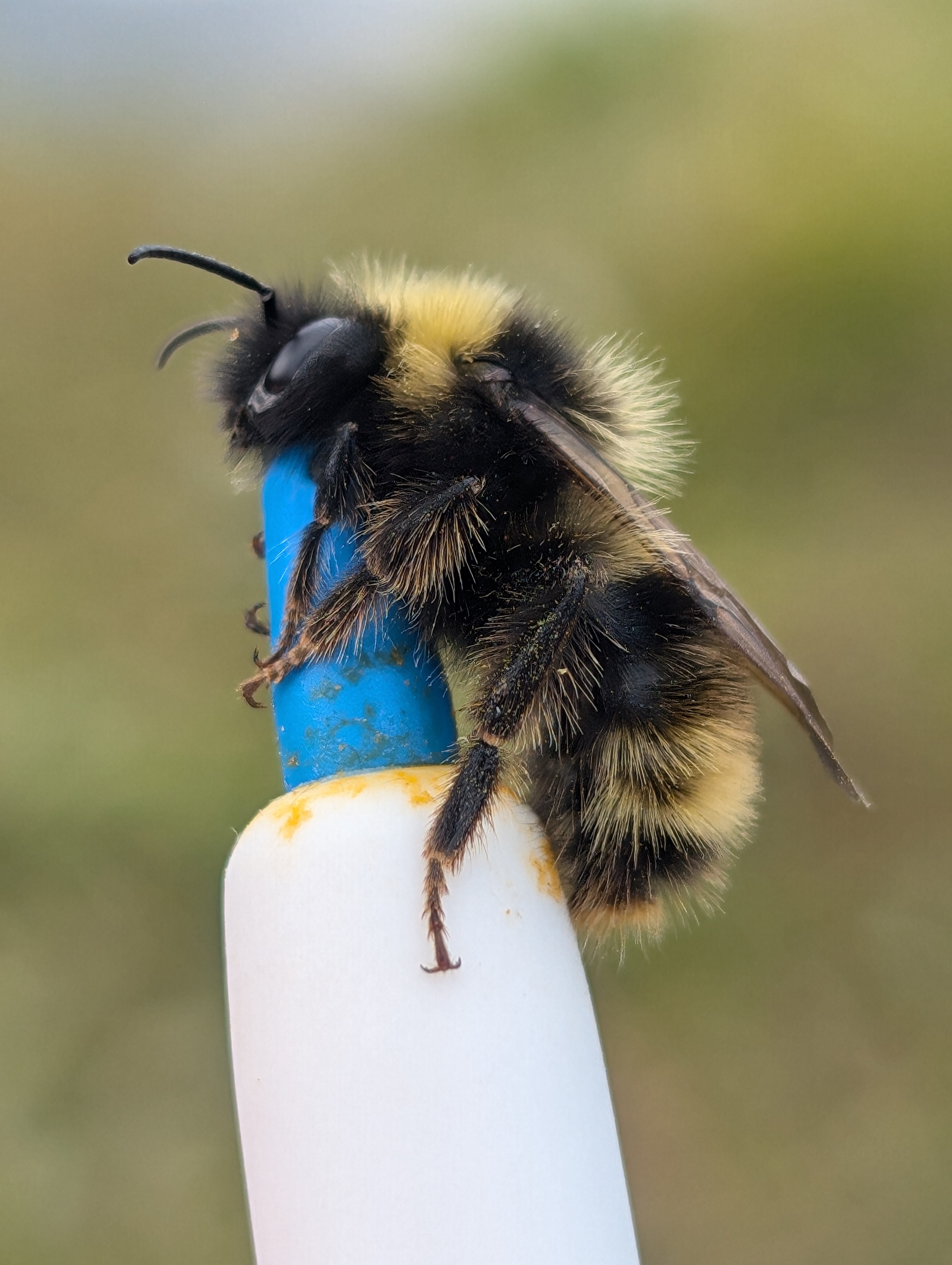 A bee held on a lasso in the field