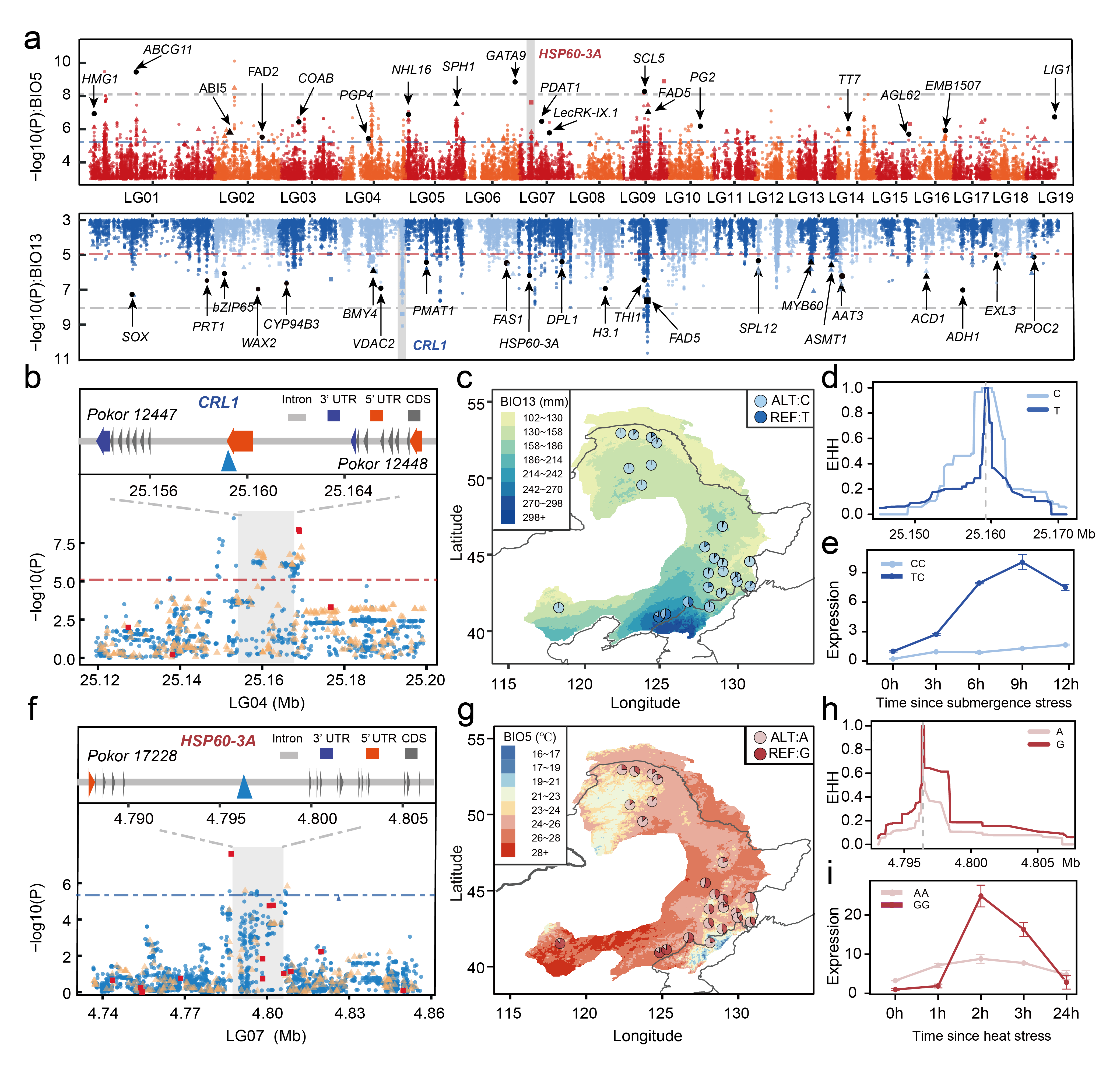 Fig. 3 Genome-wide screening of the loci associated with local environmental adaptation. a, Manhattan plots for variants associated with the Maximum Temperature of Warmest Month (BIO5) (red, upper panel) and the Precipitation of Wettest Month (BIO13) (blue, lower panel). Dashed horizontal lines represent significance thresholds (blue or red represents the FDR correction, adjusted P = 0.05; gray represents the Bonferroni correction, adjusted P = 0.05). Selected candidate genes are labeled in the plot at their respective genomic positions. b,f, Upper panels: the gene structure of CRL1 (b) and HSP60-3A (f) (blue triangles: representative candidate adaptive SNPs corresponding to the sites shown in c-e and g-i). Lower panels: local magnification of the Manhattan plots (blue circles: SNPs; yellow triangles: indels; red squares: SVs) around the selected genes (gray shadows). c,g, Allele frequencies of candidate adaptive SNPs (c, LG04:25159299; g, LG07:4796402) associated with BIO5 (c) and BIO13 (g) across the 24 populations. Colors on the map are based on variation of the relevant climate variables across the distribution range. d,h, Decay of EHH for two alternative alleles around LG04:25159299 (d) and LG07:4796402 (h). e,i, Dynamic relative expression level of CRL1 (e) and HSP60-3A (i) genes between the two genotypes using qRT-PCR under submergence (e) and heat (i) treatments. Error bars represent standard deviation, n = 3 biologically independent samples.