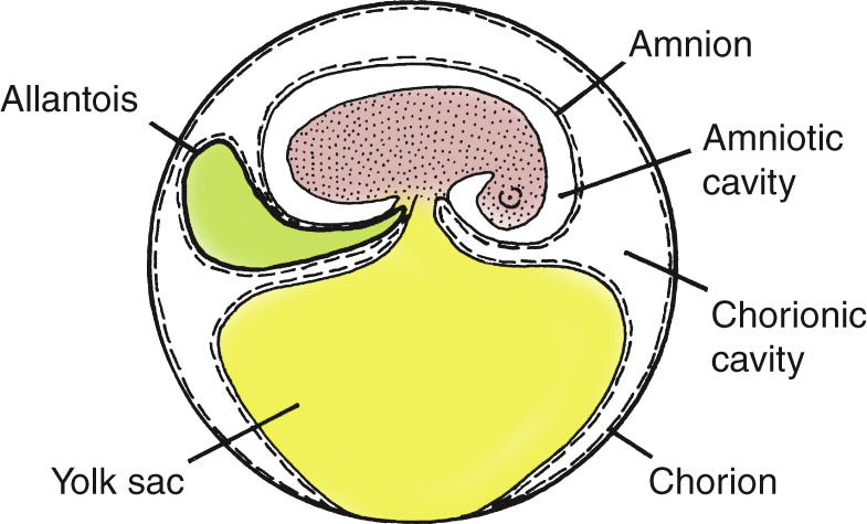 Amniotic egg