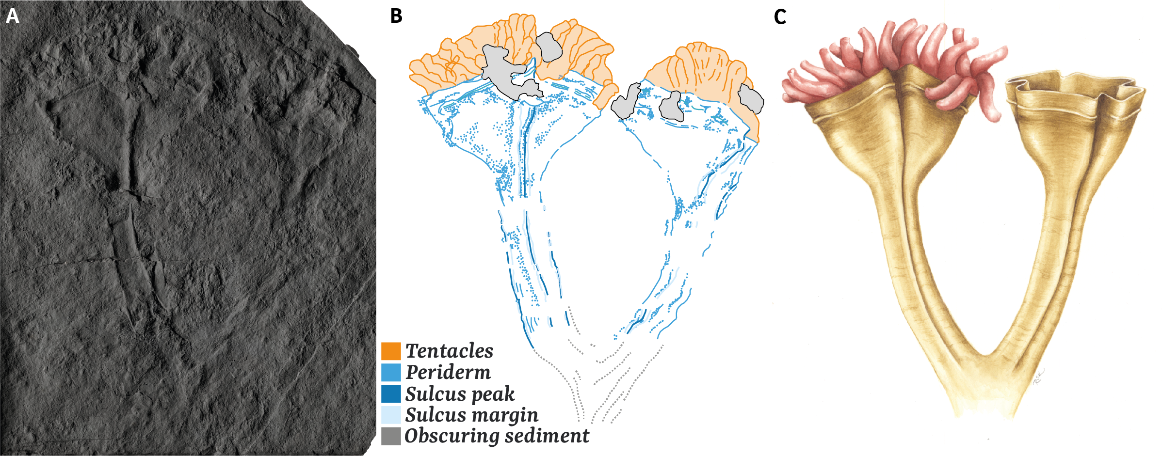 Auroralumina attenboroughii, a crown-group cnidarian from Charnwood Forest.