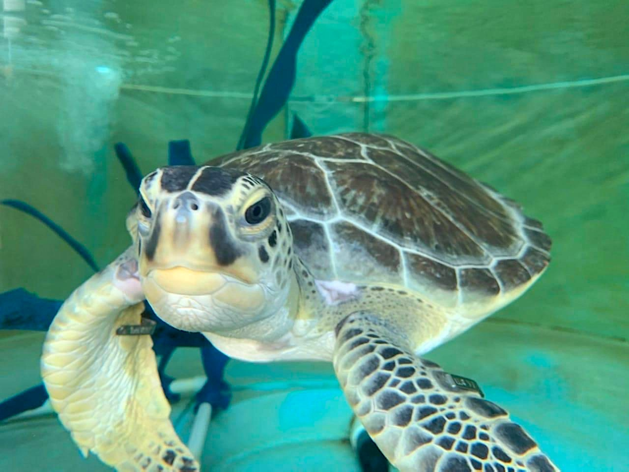 A juvenile green sea turtle patient in a rehabilitation tank.