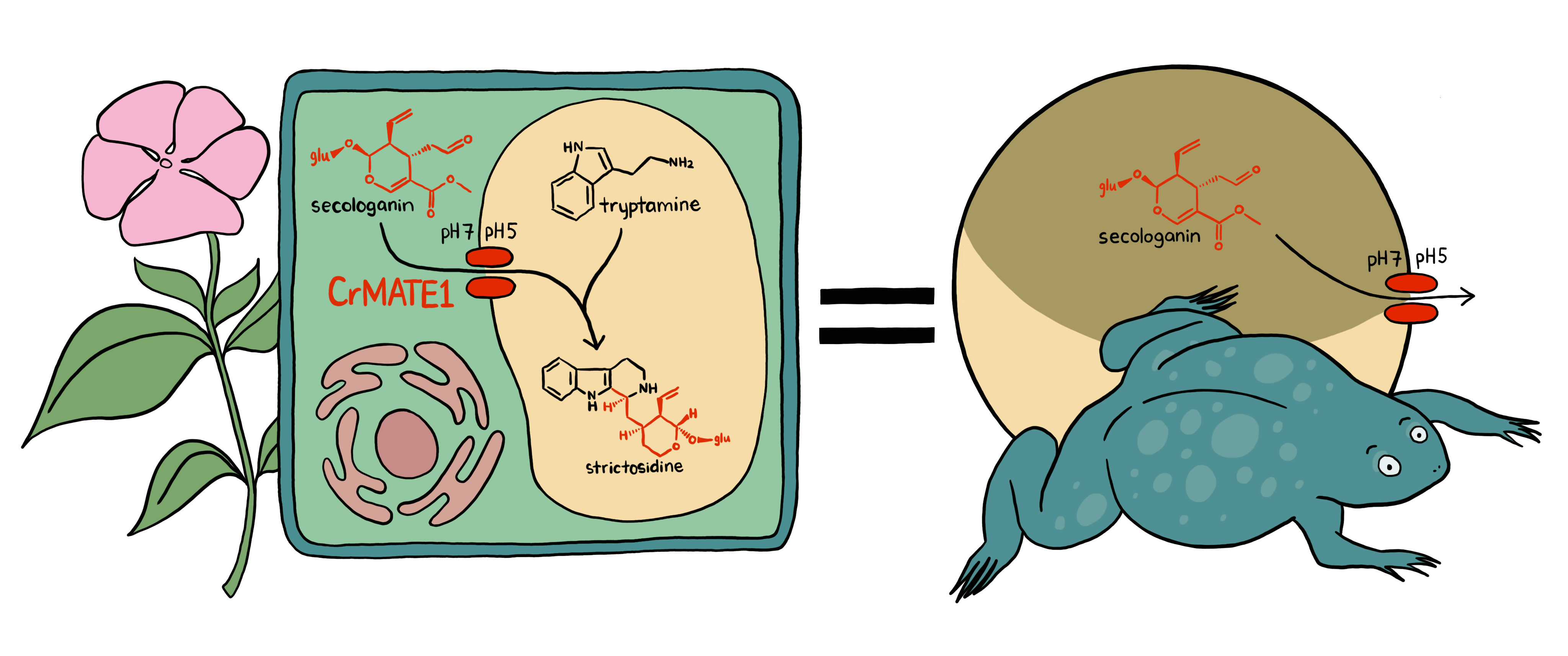 Image of a Catharanthus flower adjacent to a schematic description of a simplified plant cell, with the molecules secologanin and tryptamine condensing to form strictosidine; a depiction of Xenopus laevis and the oocyte as a proxy for vacuolar transport.