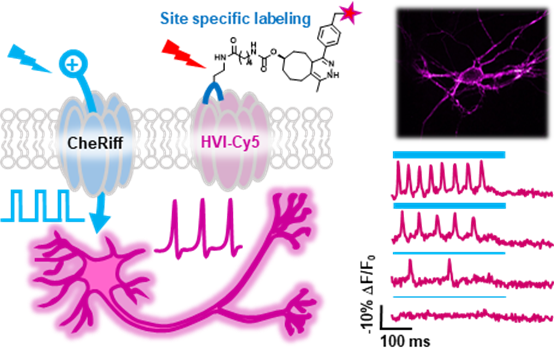 Schematic illustration of voltage imaging with HVI-Cy5 combined with optogenetic stimulation by CheRiff, to achieve crosstalk-free all-optical electrophysiology.