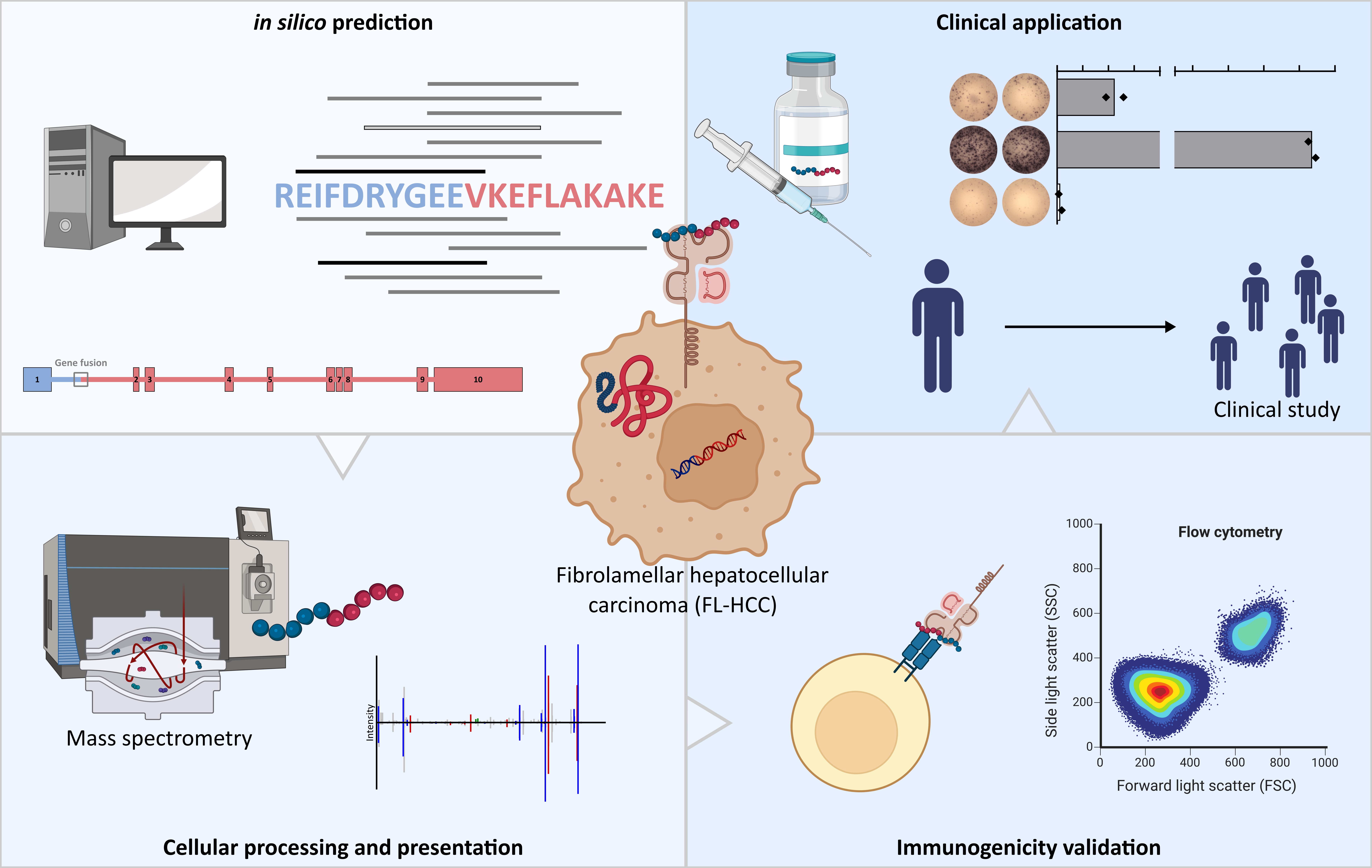 Overview of vaccine developement