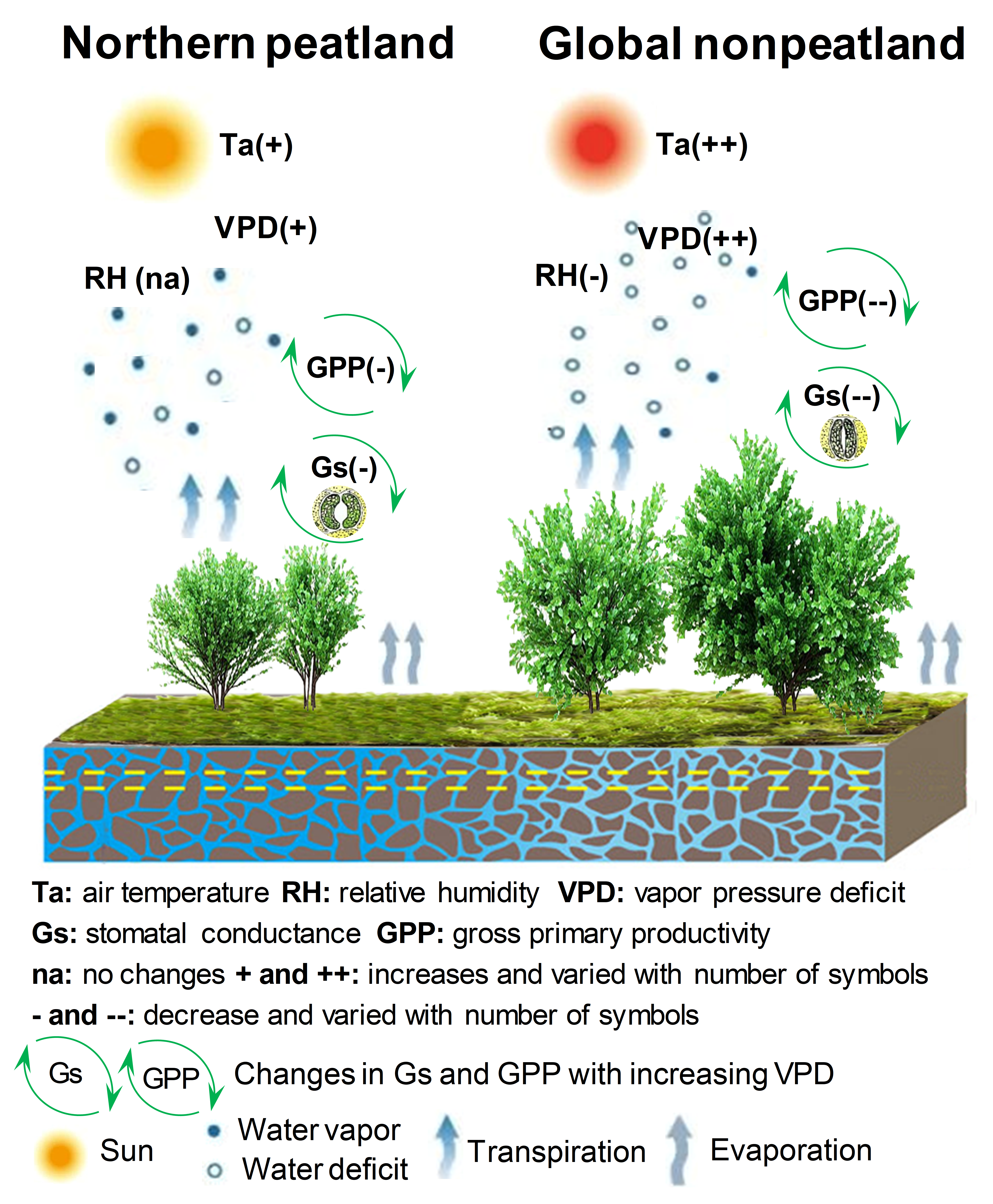Compared to the global nonpeatland regions, the supply of atmospheric water vapor, deriving from ample soil water availability and high coverage of nonvascular plants (e.g., moss), could meet the water demand of increasing VPD in the northern peatlands, as evidenced by slight changes in relative humidity (RH). In a water-rich environment of the northern peatlands, plants tend to adopt an “open” water-use strategy with increasing VPD, leading to weak regulation of stomatal activity and, thus, neutral VPD impacts on vegetation growth. 