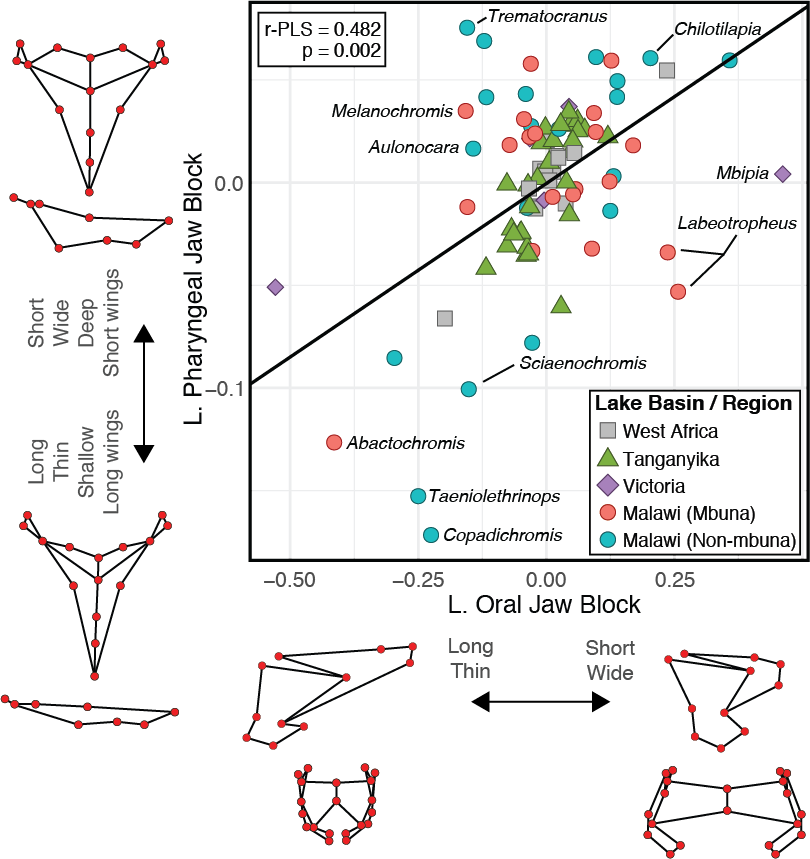 Macroevolutionary jaw correlation