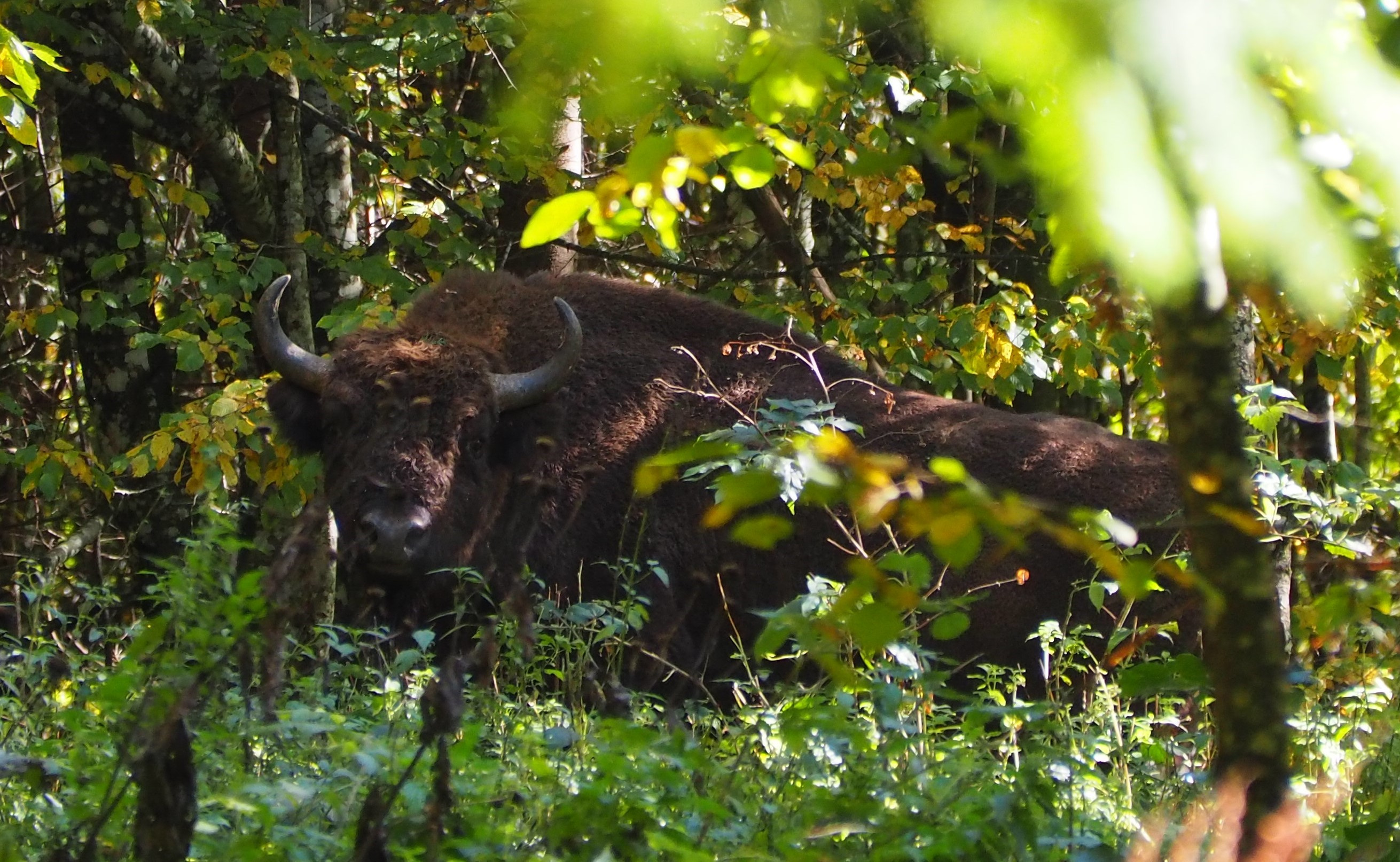 Wisent bull in the Țarcu Mountains, Romania